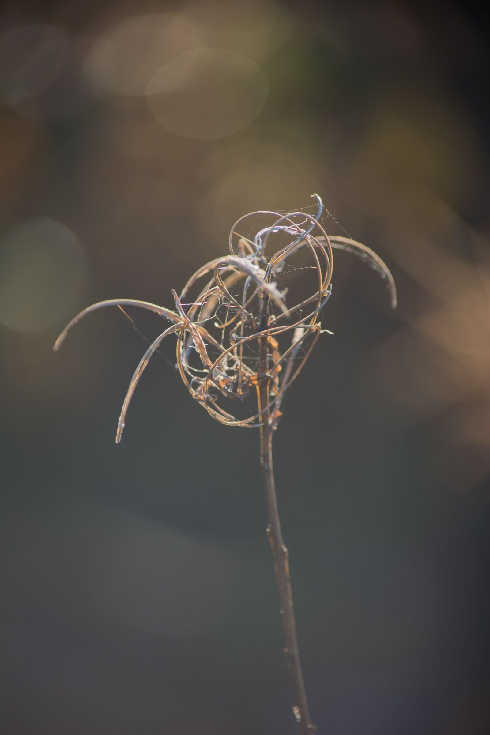 Nikon D5200 sample photo. Plant, grass, nature photography
