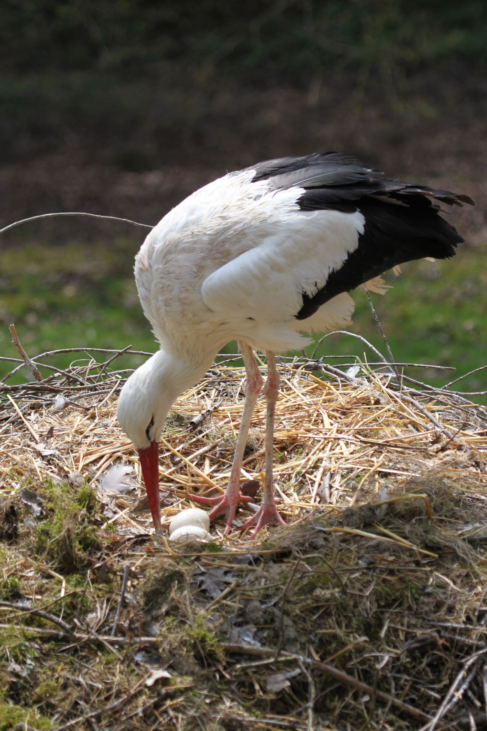 Canon EOS 500D (EOS Rebel T1i / EOS Kiss X3) sample photo. Stork, nest, white stork photography
