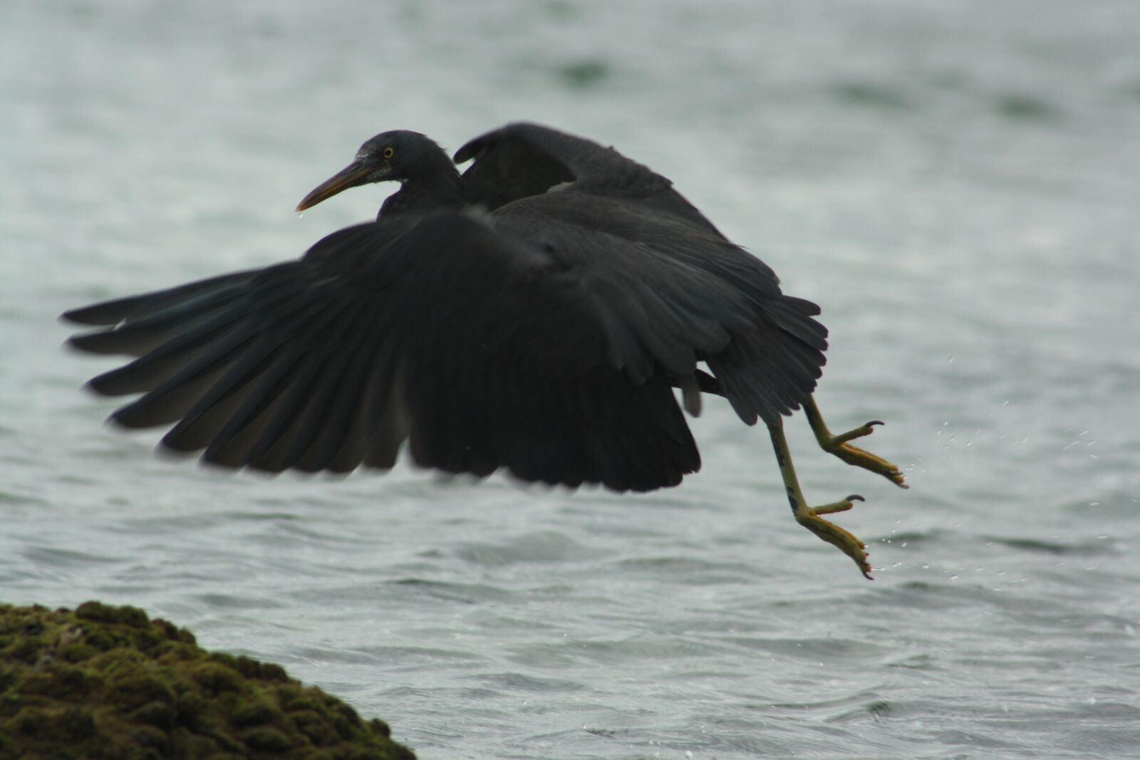 Canon EOS 1000D (EOS Digital Rebel XS / EOS Kiss F) sample photo. Pacific reef heron, dark photography