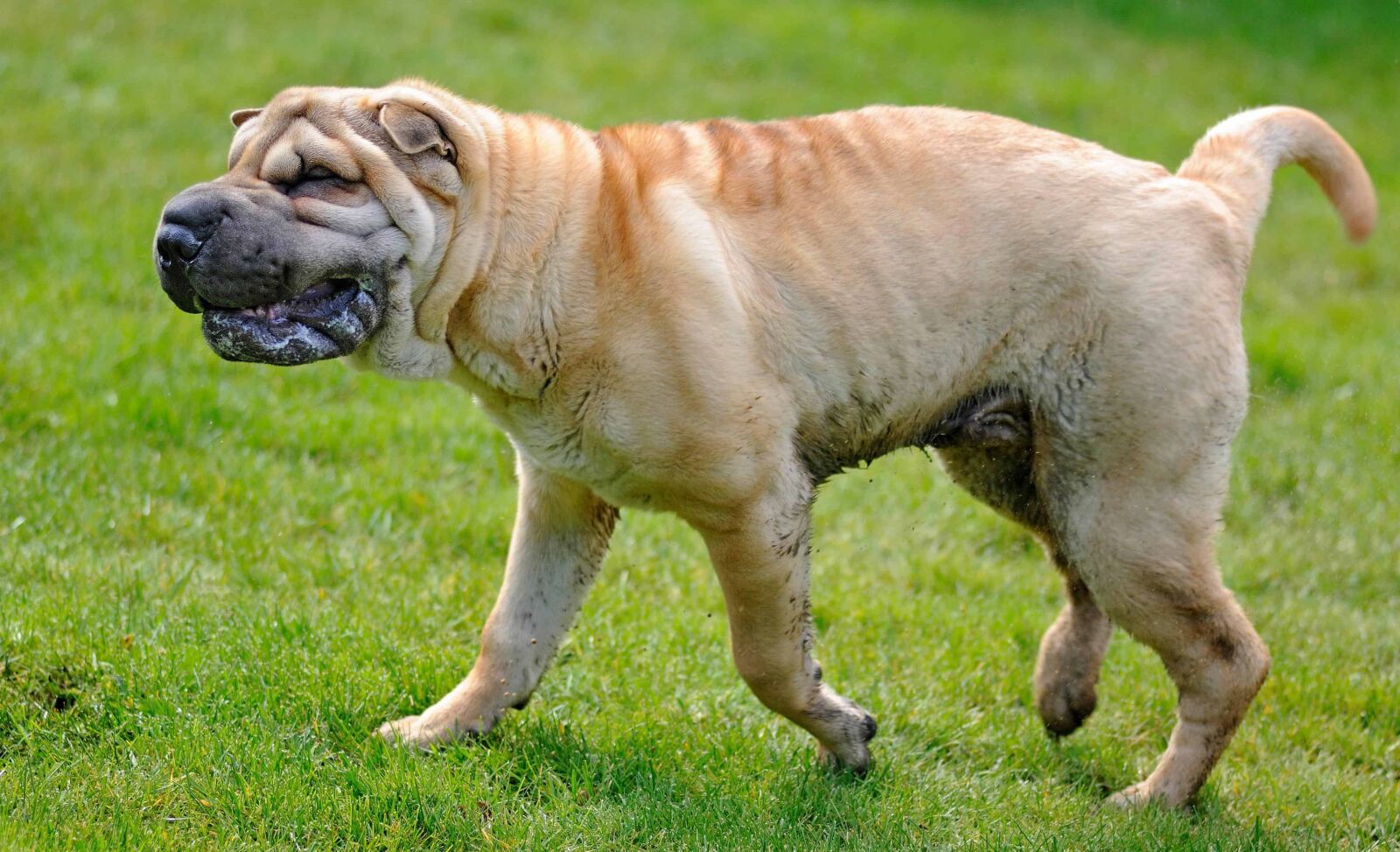 Nikon D300 sample photo. Cute, animal, dog, pet photography