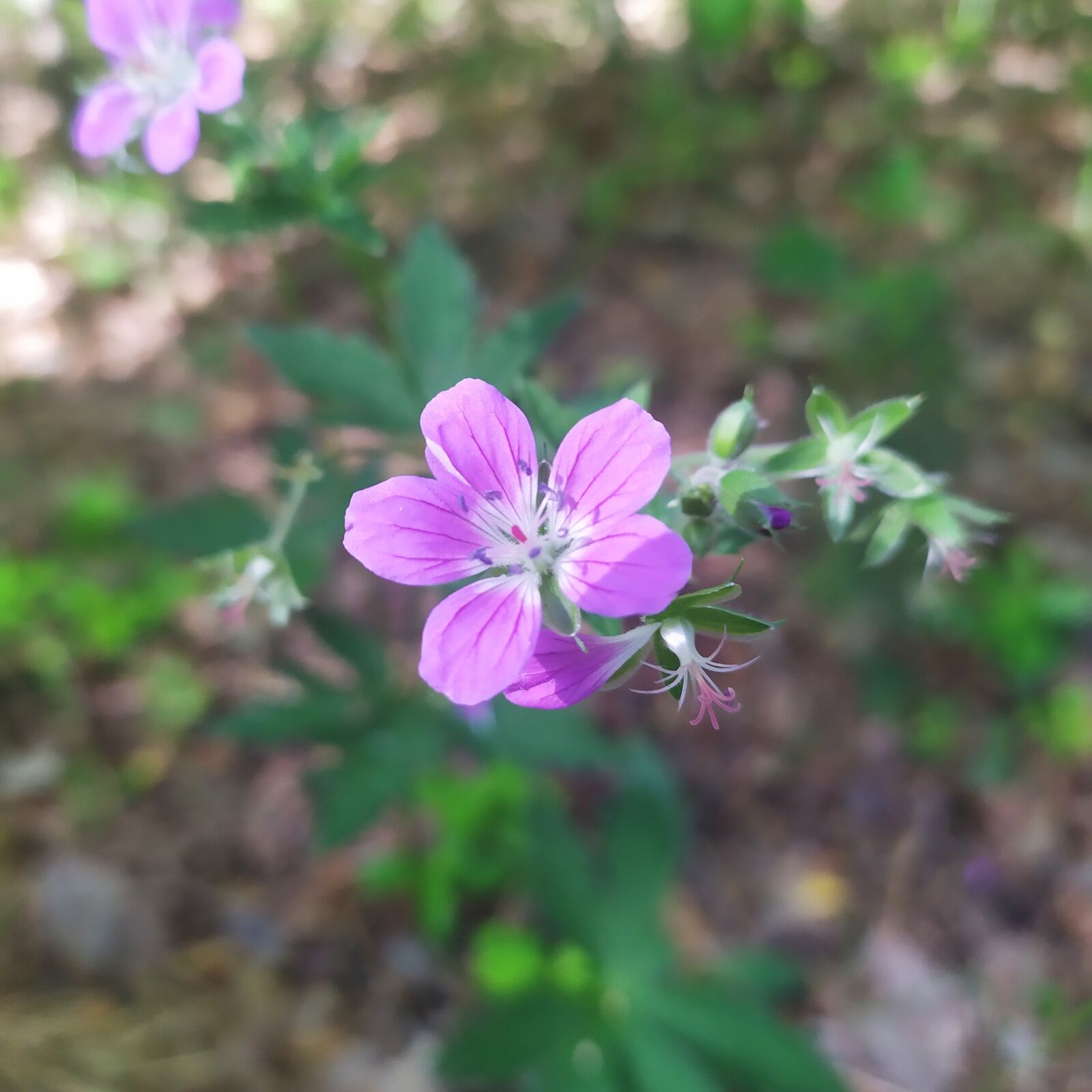 Xiaomi Redmi Note 7 sample photo. Flower, nature, forest photography