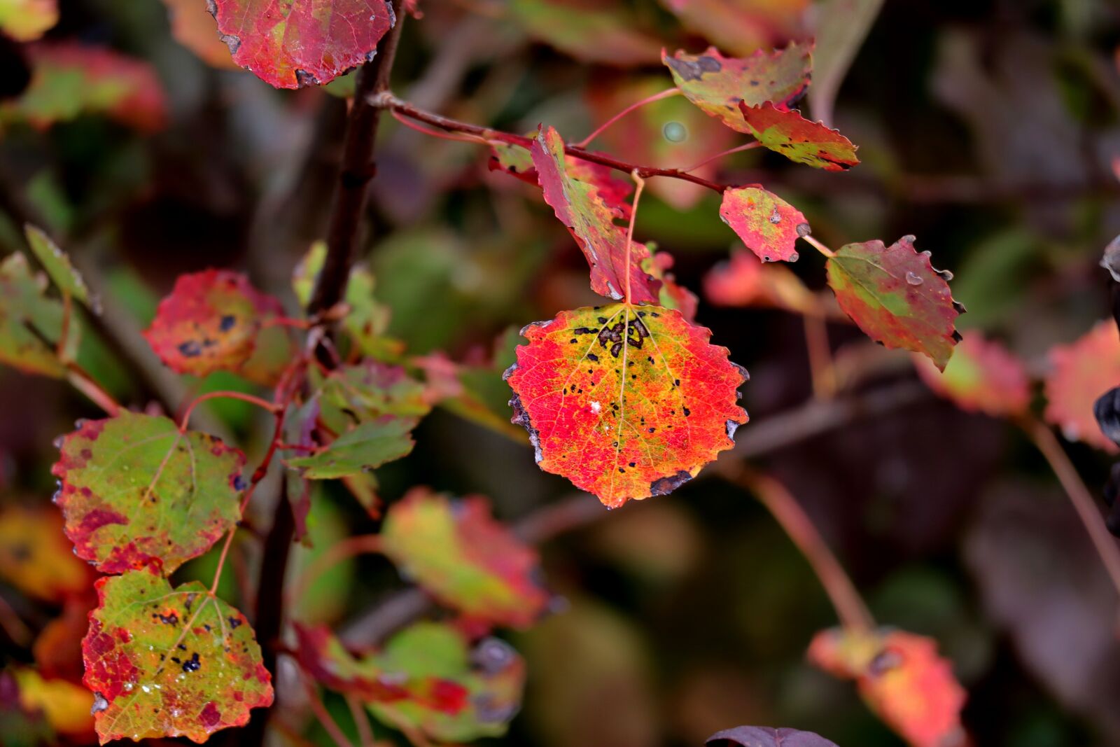 Canon EOS M50 (EOS Kiss M) sample photo. Fall foliage, leaves, october photography