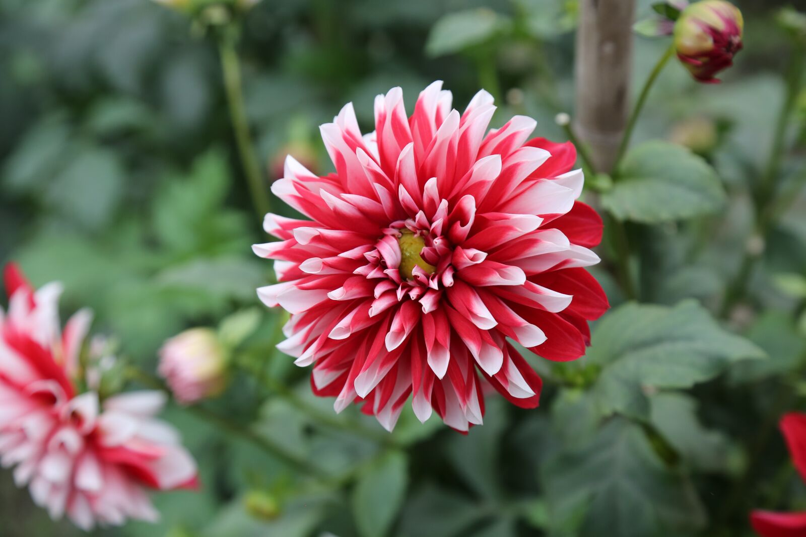 Canon EF 24-105mm F4L IS USM sample photo. Flower, garden, nature photography