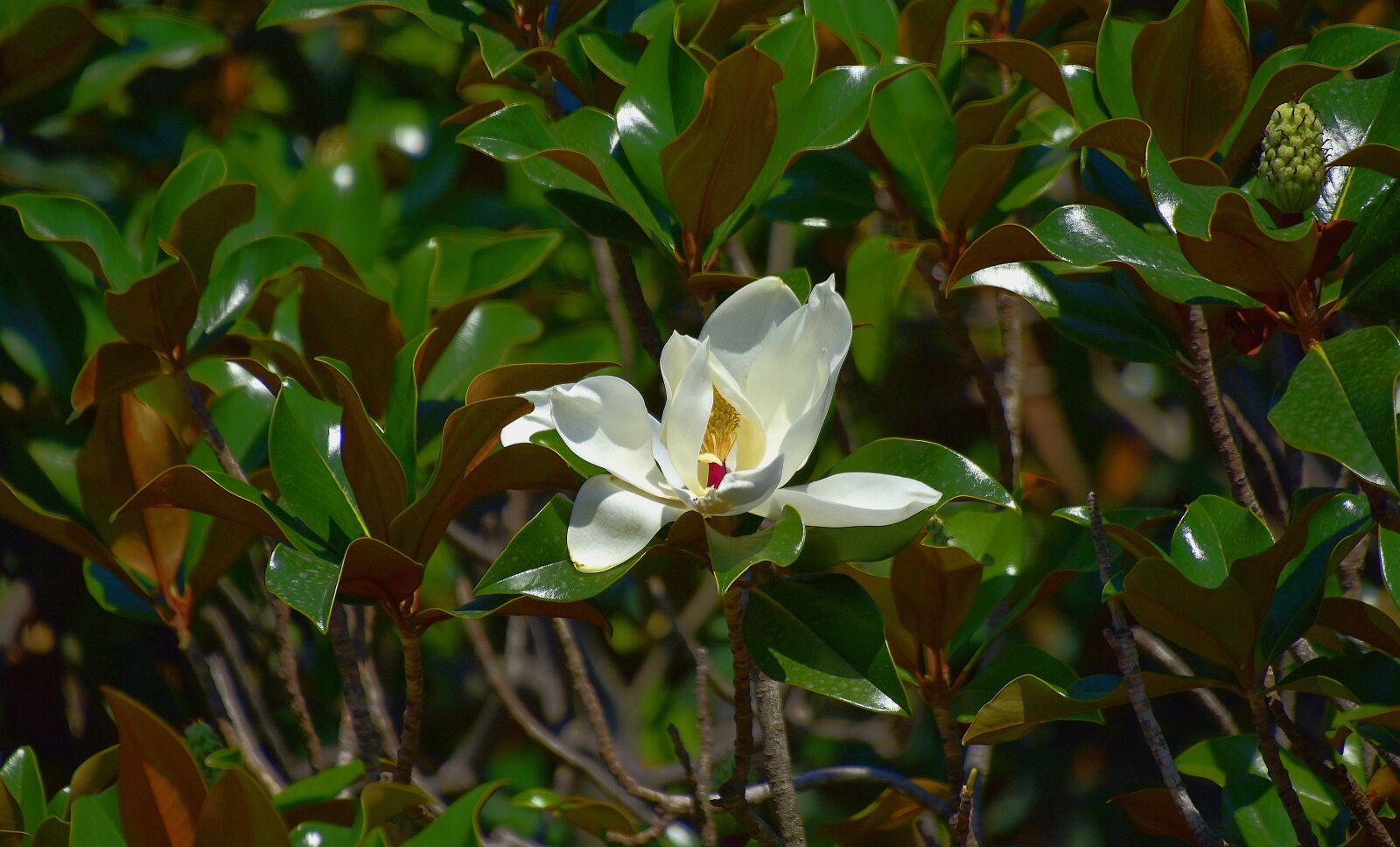 Nikon D7200 sample photo. Flower, garden, petals photography
