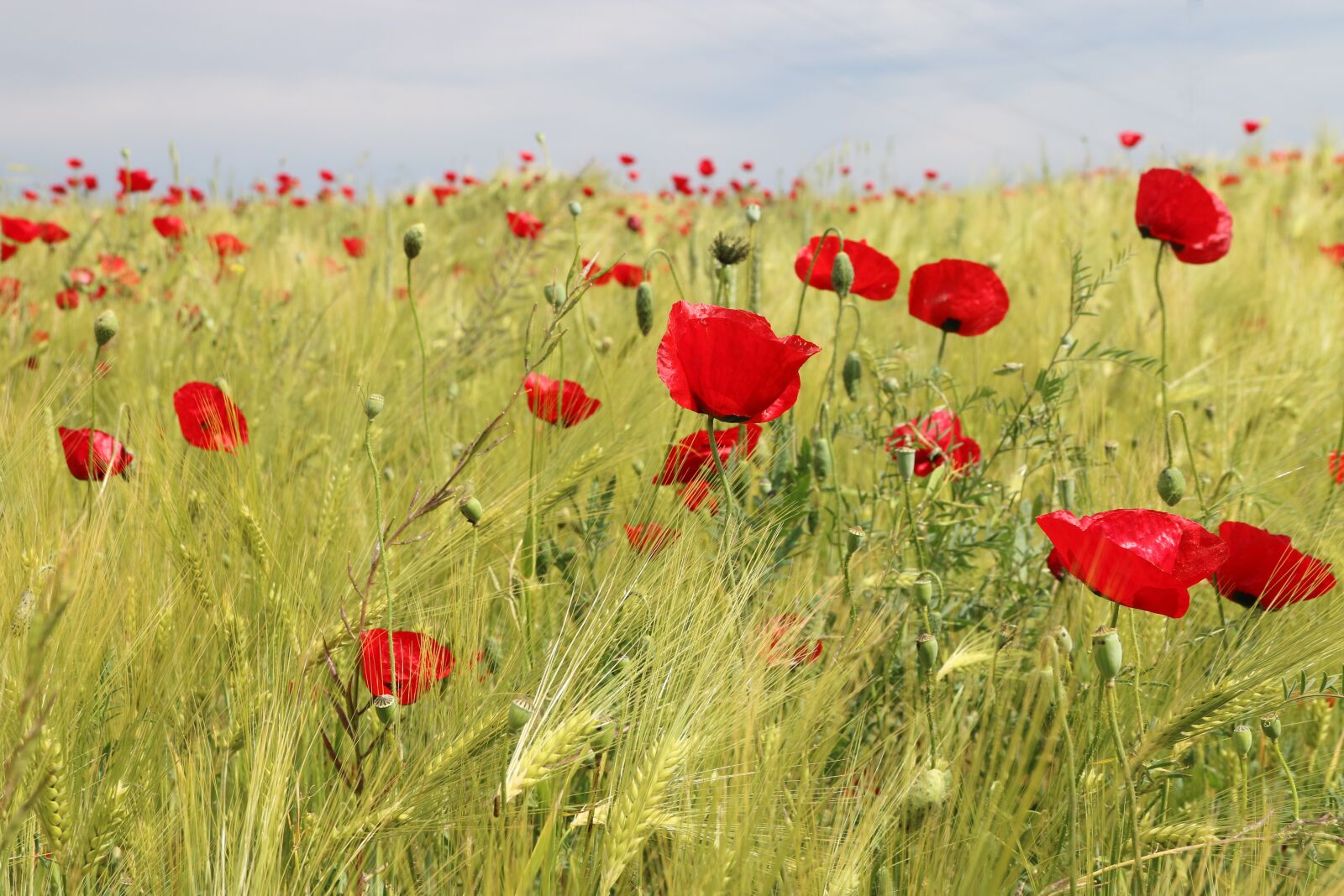Canon EF-S 18-135mm F3.5-5.6 IS sample photo. Papaver rhoeas, flower, plant photography