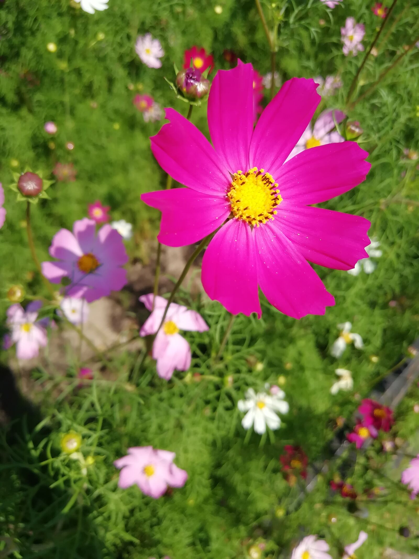 HUAWEI NOVA 2 sample photo. Cosmos, garden, flowers photography