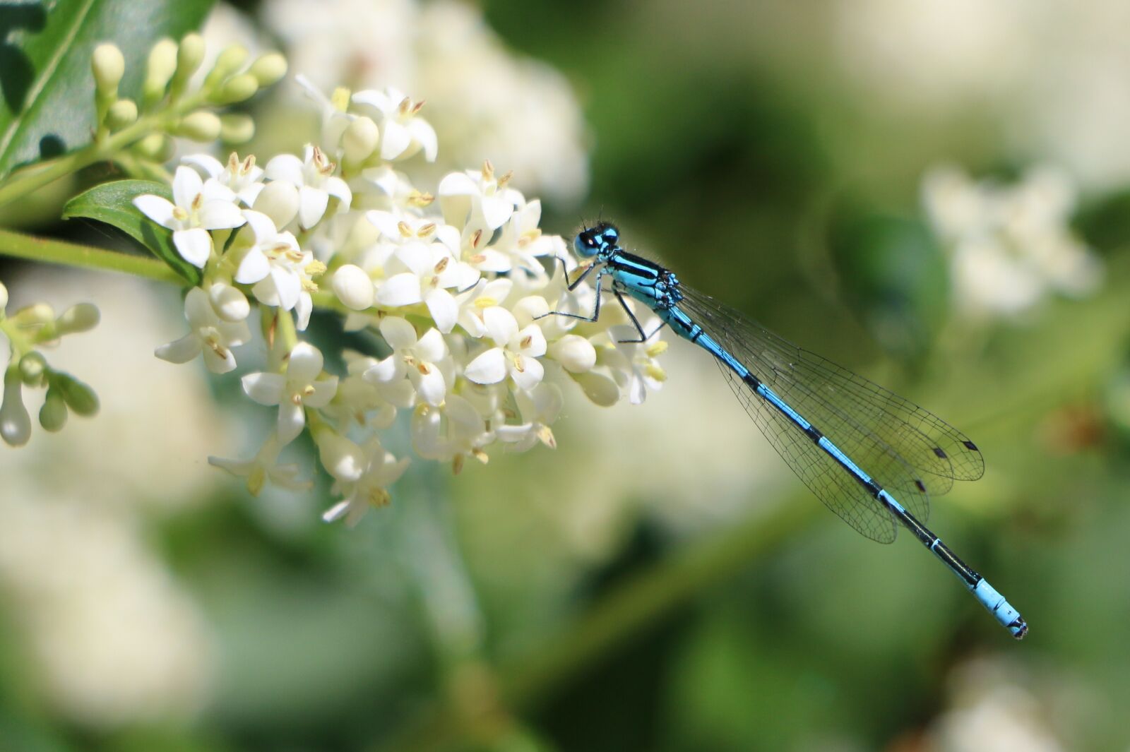 Canon EOS 70D sample photo. Dragonfly, blossom, bloom photography