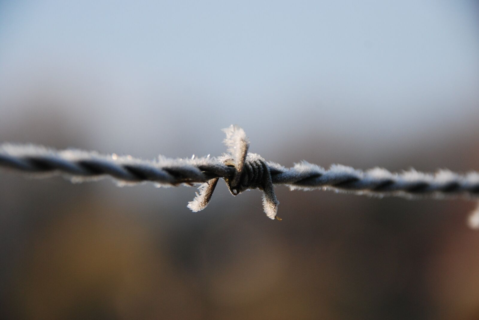 Nikon D80 sample photo. Barbed wire, winter, ripe photography