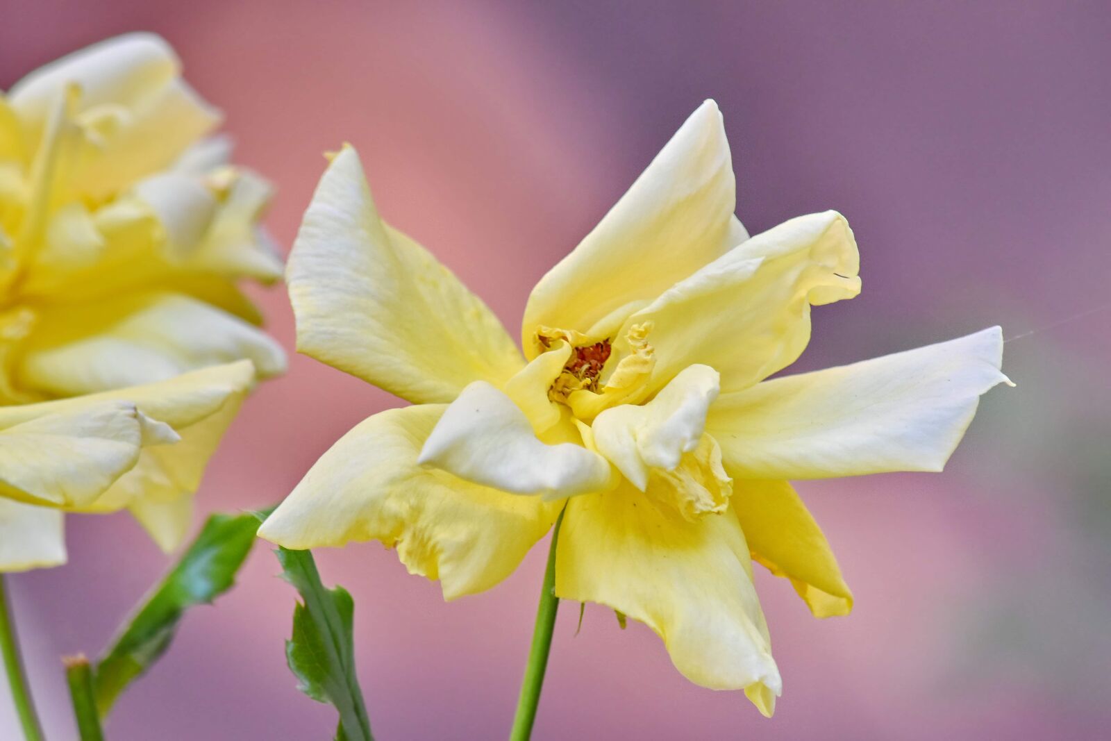 Nikon D5500 sample photo. Blurry, flower garden, focus photography