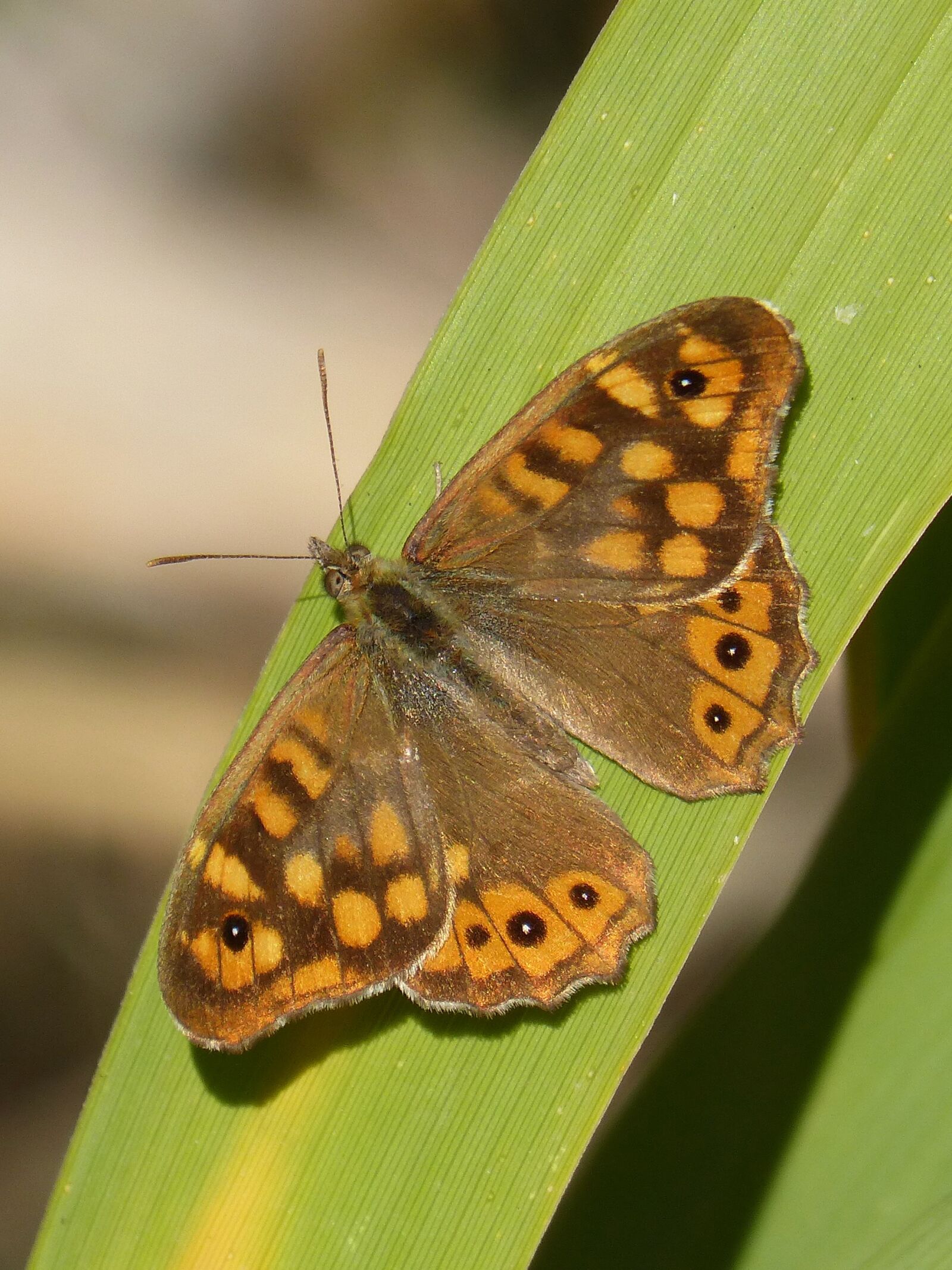 Panasonic DMC-FZ62 sample photo. Butterfly saltacercas, leaf, butterfly photography