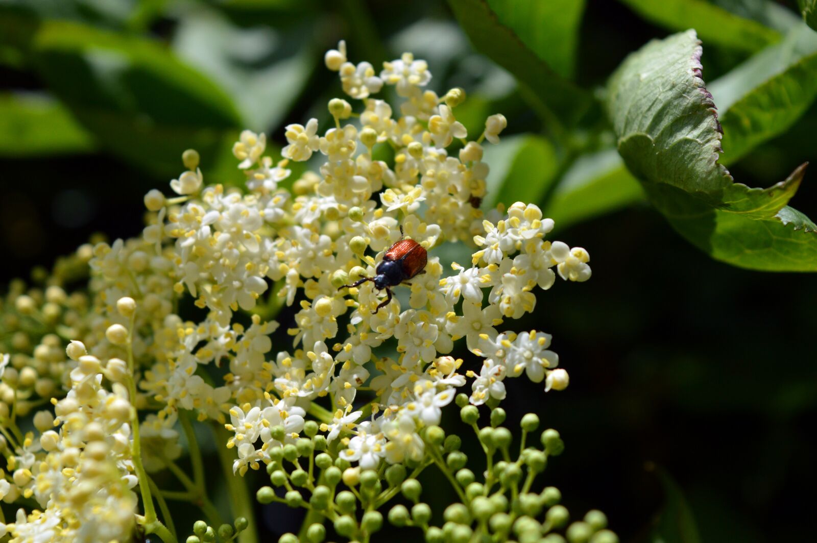Nikon D3200 sample photo. Elderflower, garden leaf beetle photography