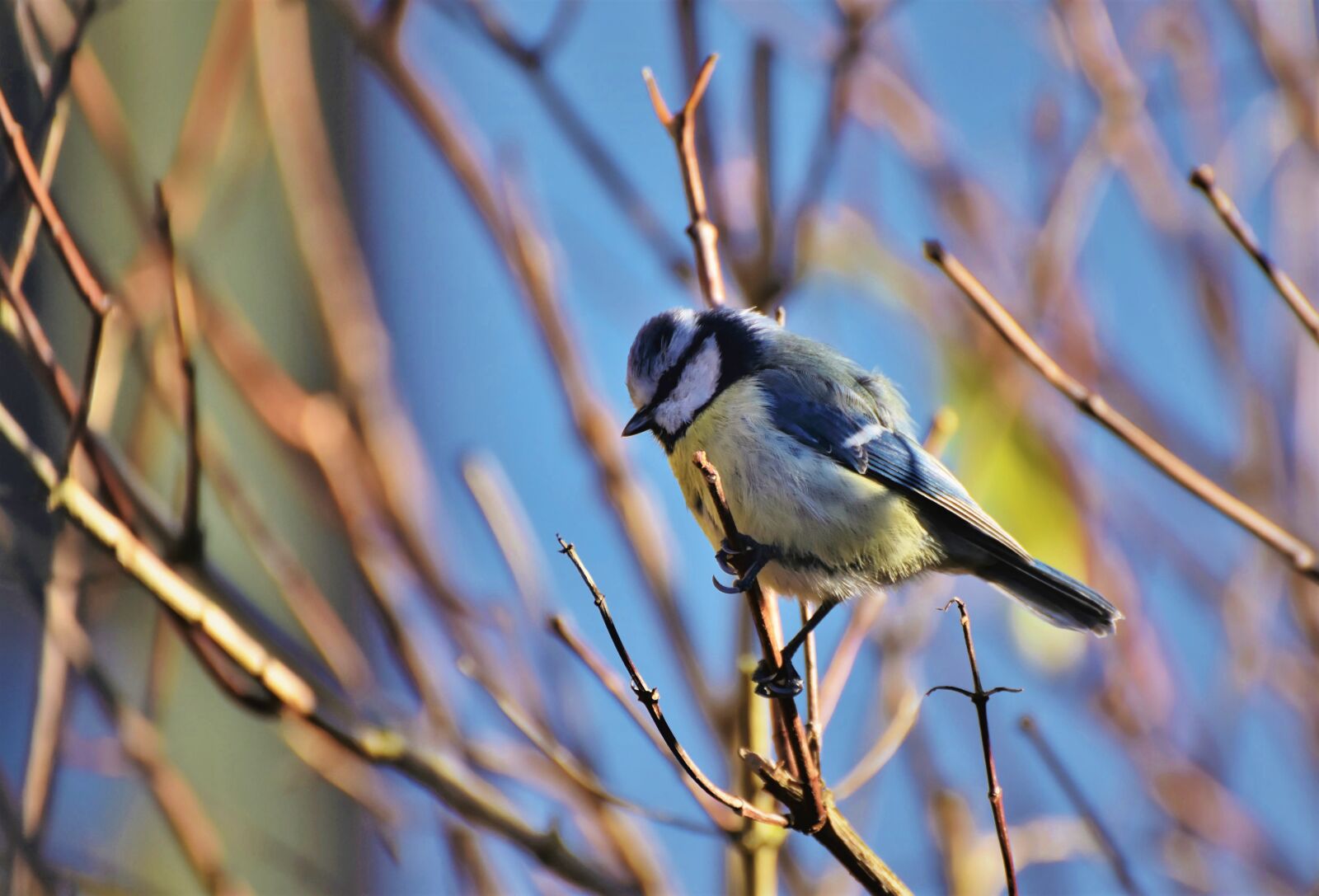 Nikon D7200 sample photo. Blue tit, tit, songbird photography