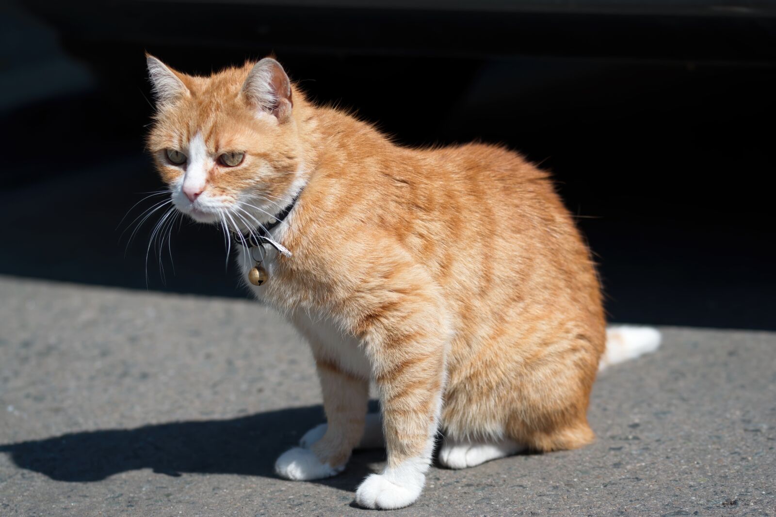 Nikon D5300 sample photo. Cat, blonde, pet photography
