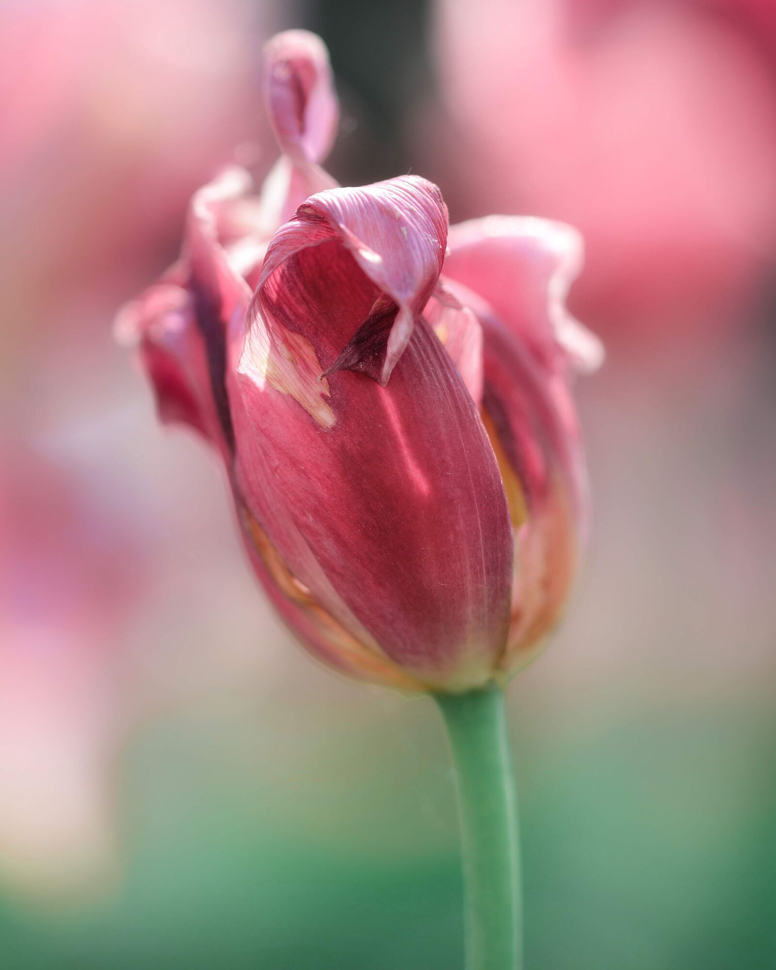 Nikon D5200 sample photo. Tulip, pink, spring photography