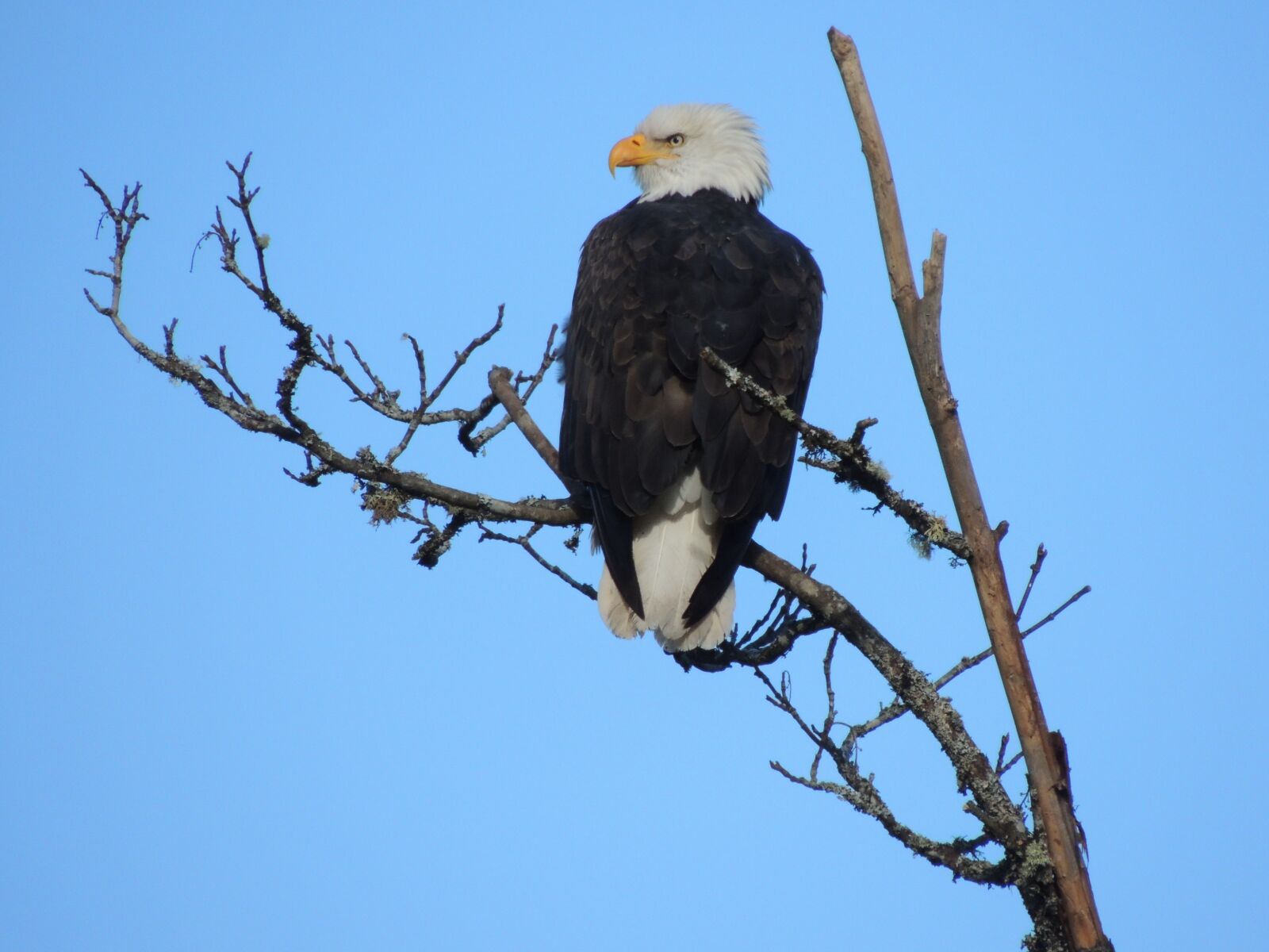 Nikon Coolpix P510 sample photo. Eagle, nature, majestic photography