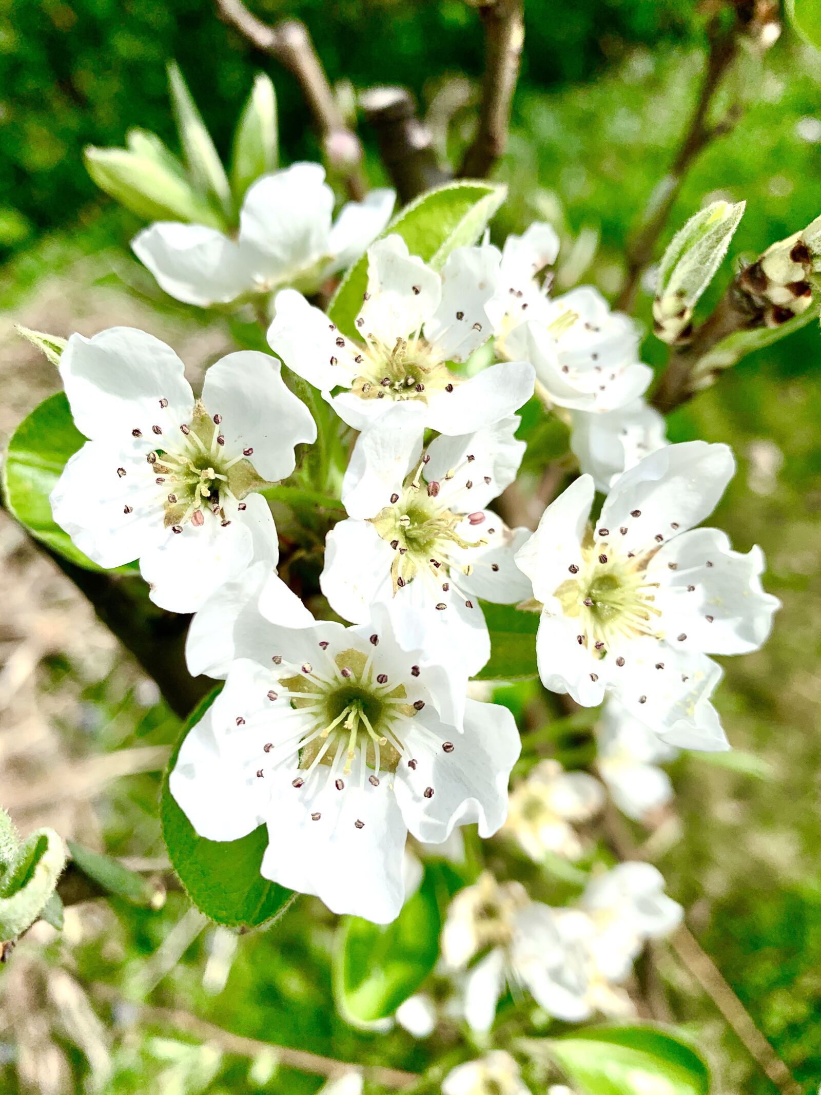 Apple iPhone XS Max sample photo. Blossom, bloom, pear photography