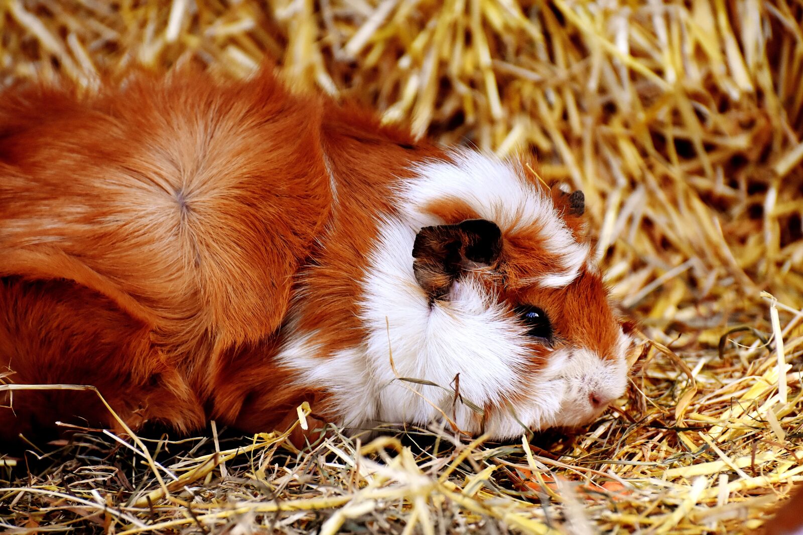 Nikon D7200 sample photo. Guinea pig, nager, cute photography