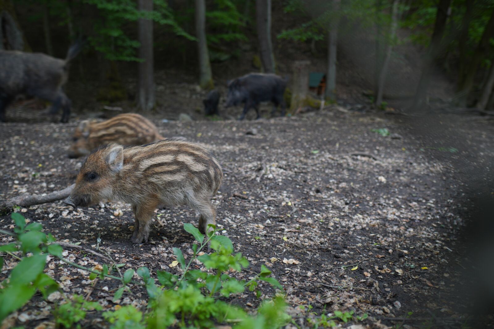 Sony a6400 + Sigma 16mm F1.4 DC DN | C sample photo. Wild boar, pig, sows photography