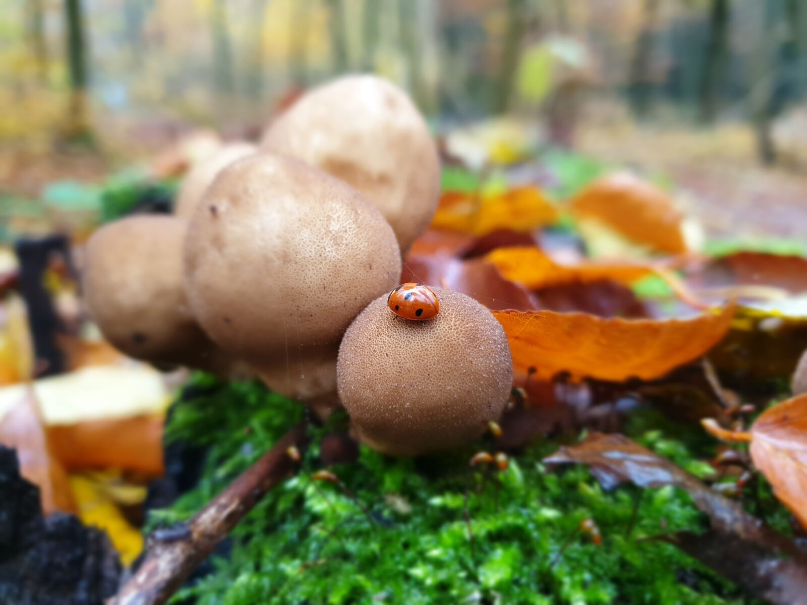Samsung Galaxy S9 sample photo. Mushroom, mushrooms, autumn photography