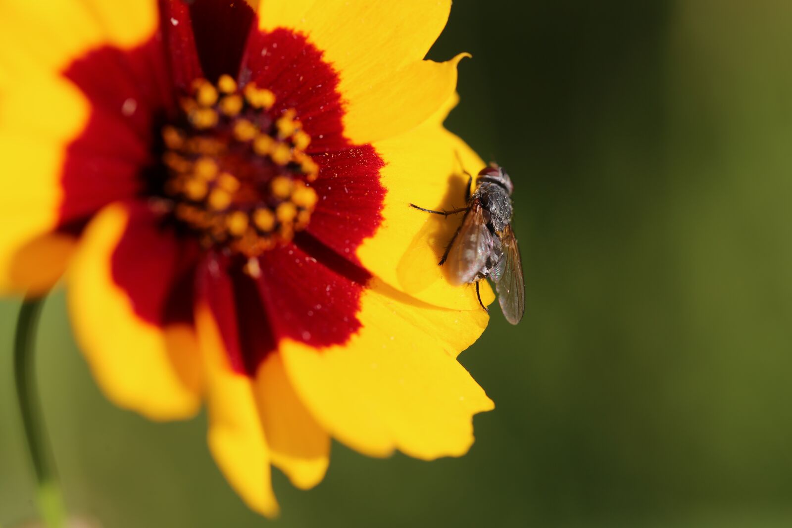 Canon EF 100mm F2.8L Macro IS USM sample photo. Flowers, meadow, flower meadow photography