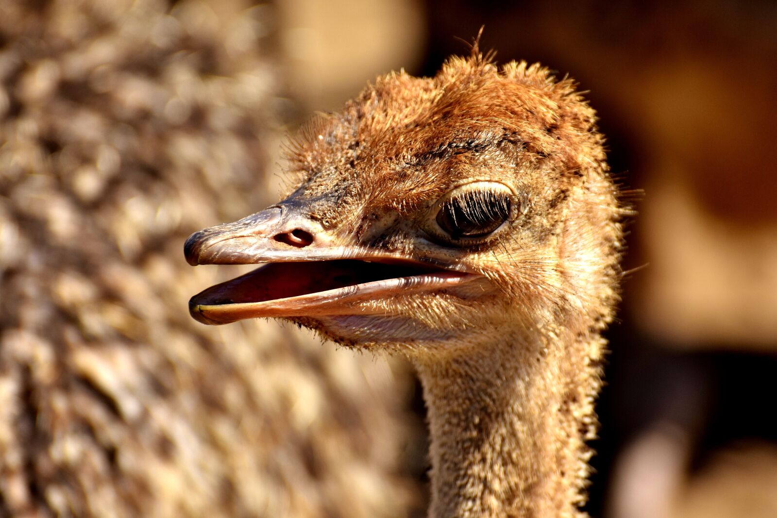 Nikon D7200 sample photo. Bouquet, ostrich farm, cute photography