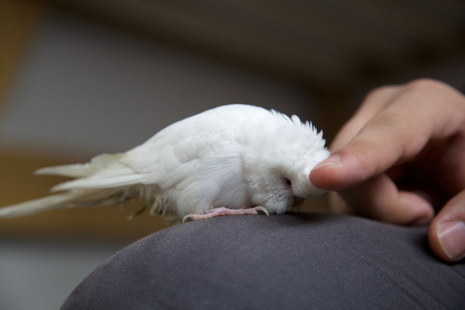 Canon EOS 5D Mark II sample photo. Hand stroking, parrot, pet photography