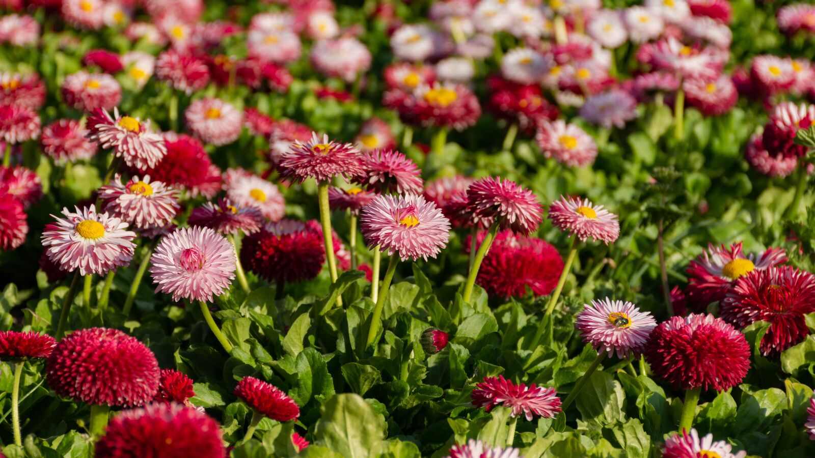 Nikon D7200 sample photo. Daisies, colorful, bright flowers photography