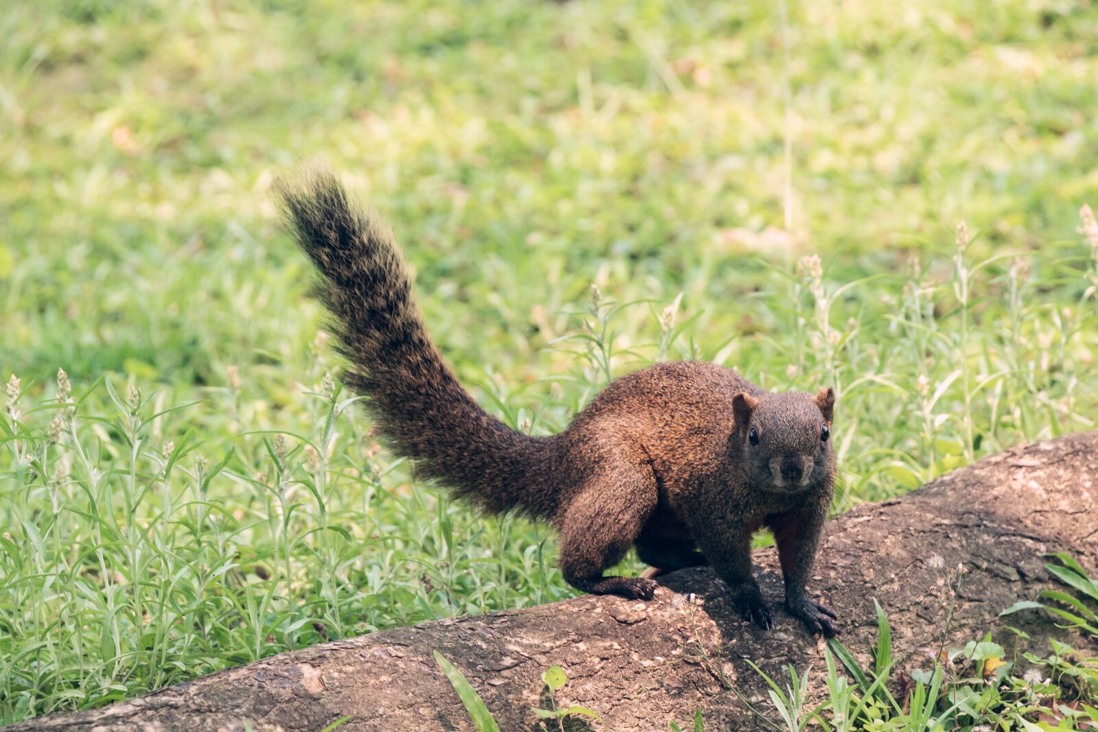 Canon EOS 77D (EOS 9000D / EOS 770D) sample photo. Squirrel, funny, small animals photography