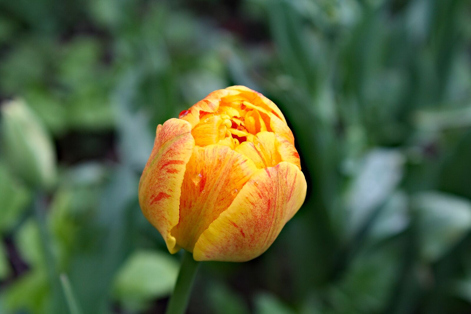Canon EOS 1000D (EOS Digital Rebel XS / EOS Kiss F) sample photo. Tulip, beautiful tulips, yellow photography