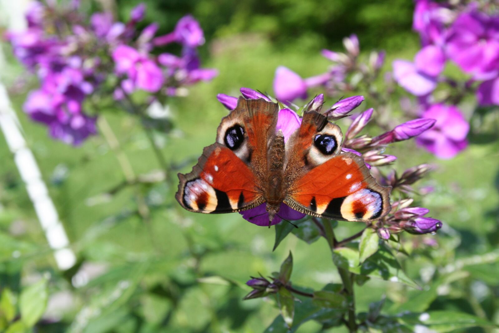 Canon EOS 350D (EOS Digital Rebel XT / EOS Kiss Digital N) sample photo. Butterfly, colorful, summer photography