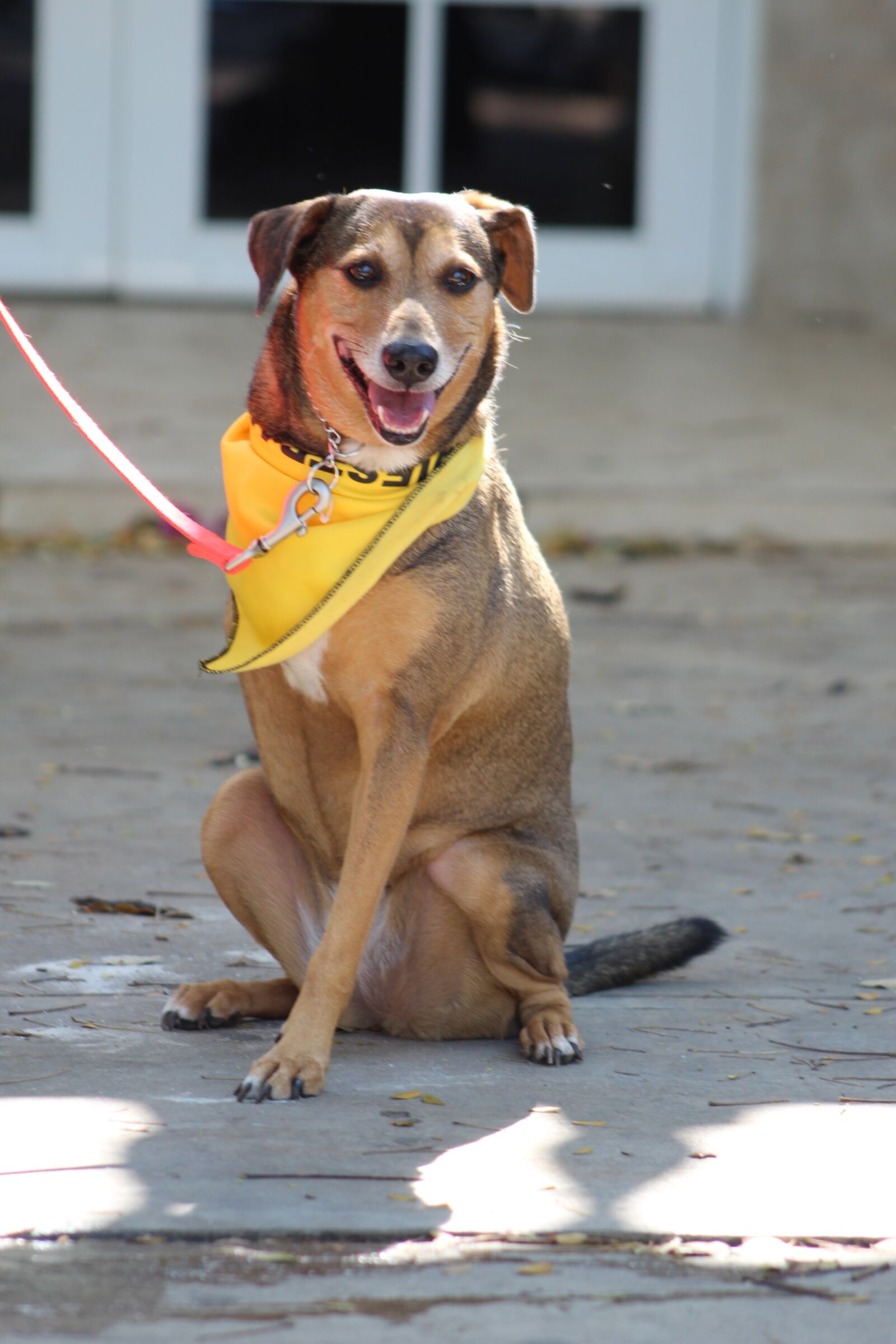 Canon EOS 1300D (EOS Rebel T6 / EOS Kiss X80) sample photo. Disabled dog, special dog photography