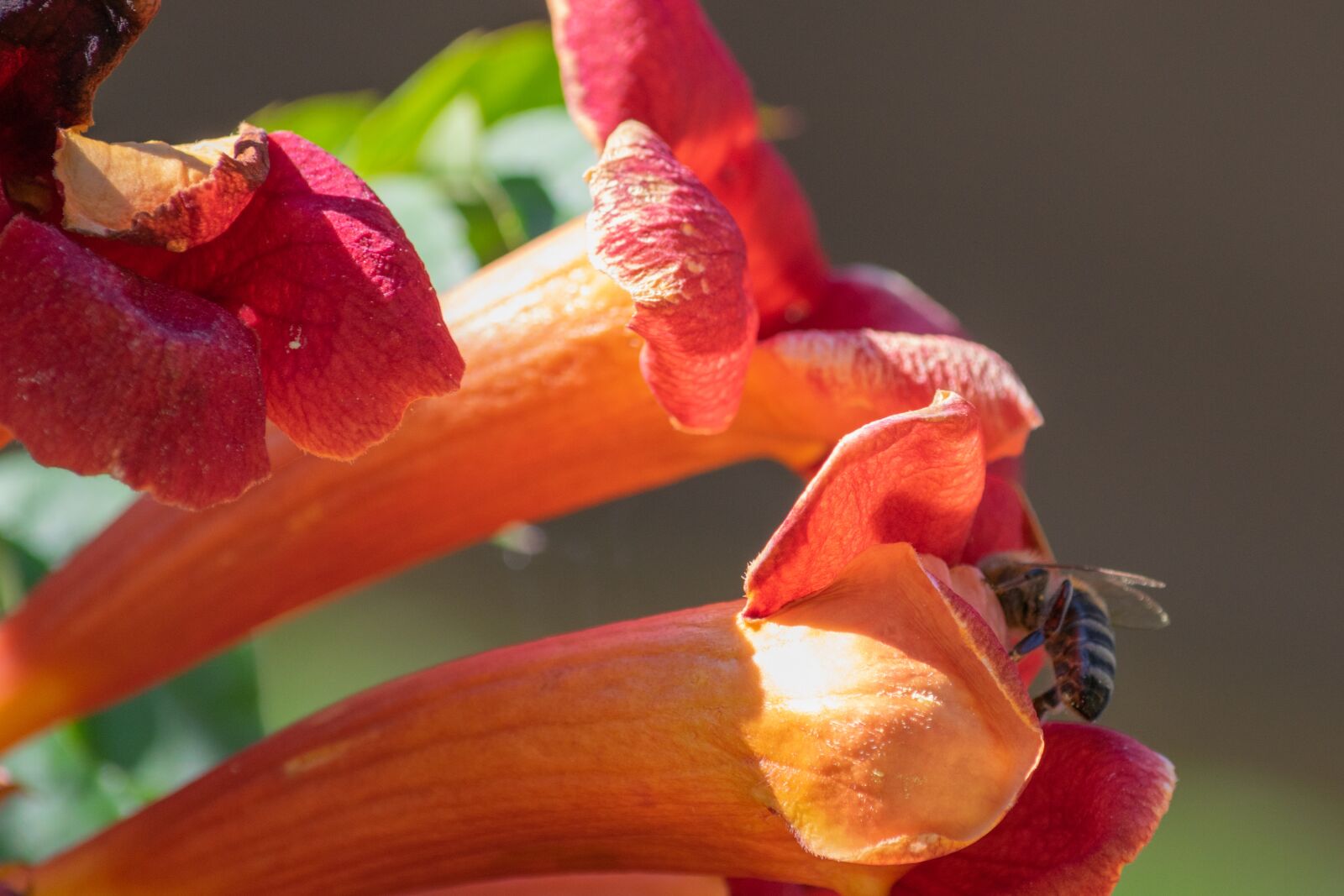 Nikon D3300 sample photo. Bee, flower, insect photography