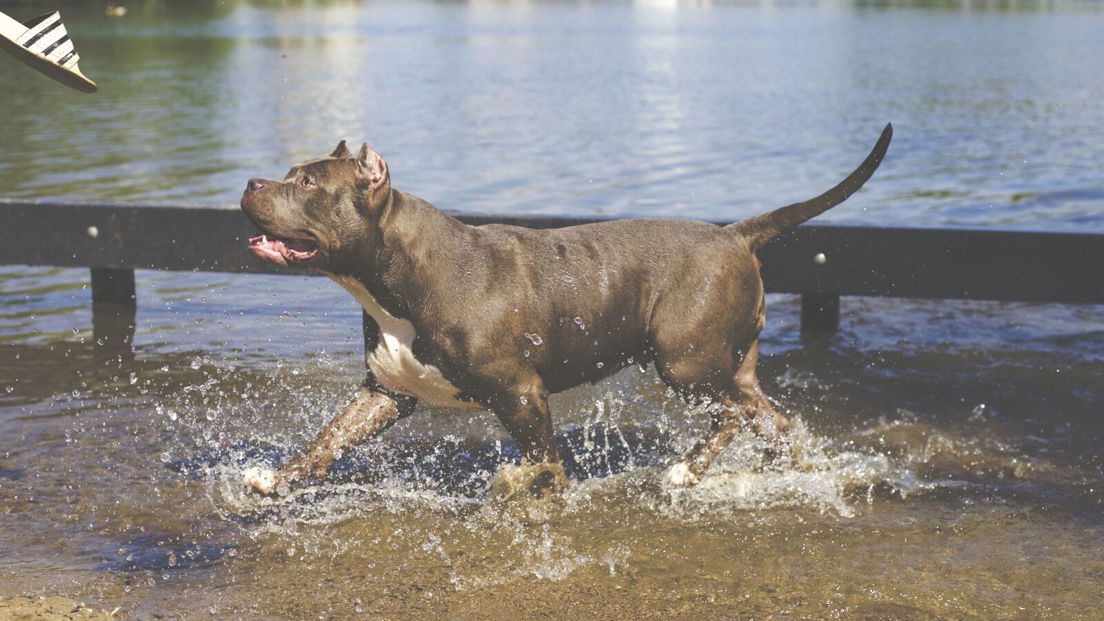 Canon EOS 6D + Canon EF 50mm F1.4 USM sample photo. River, pet, canine, water photography