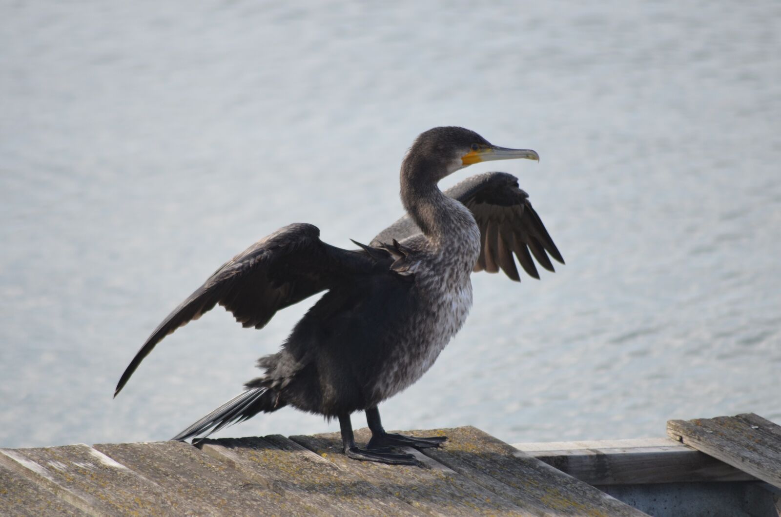 Nikon D5100 sample photo. Birds, plumage, rate photography