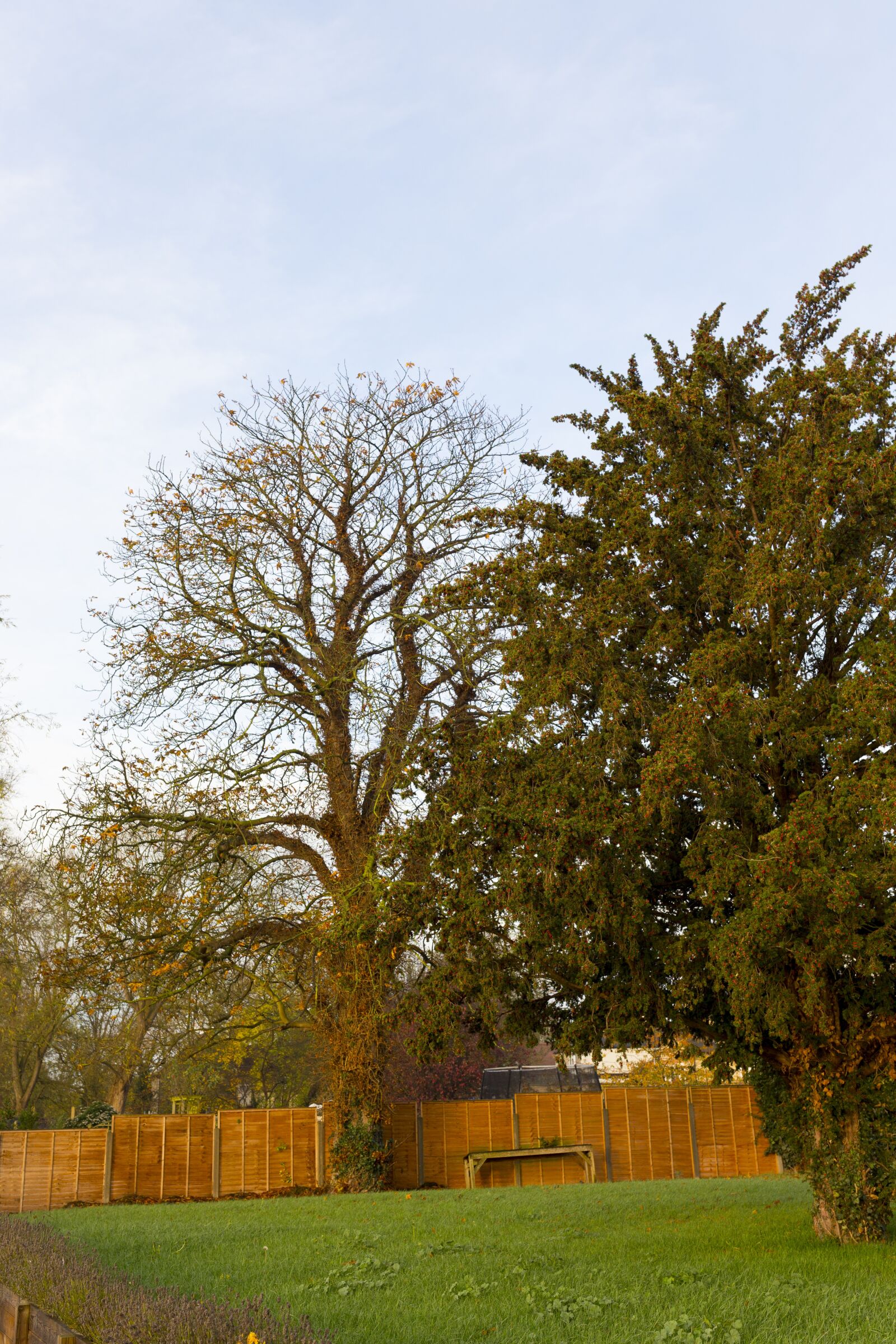 Canon EOS 6D sample photo. Morning, tree, landscape photography