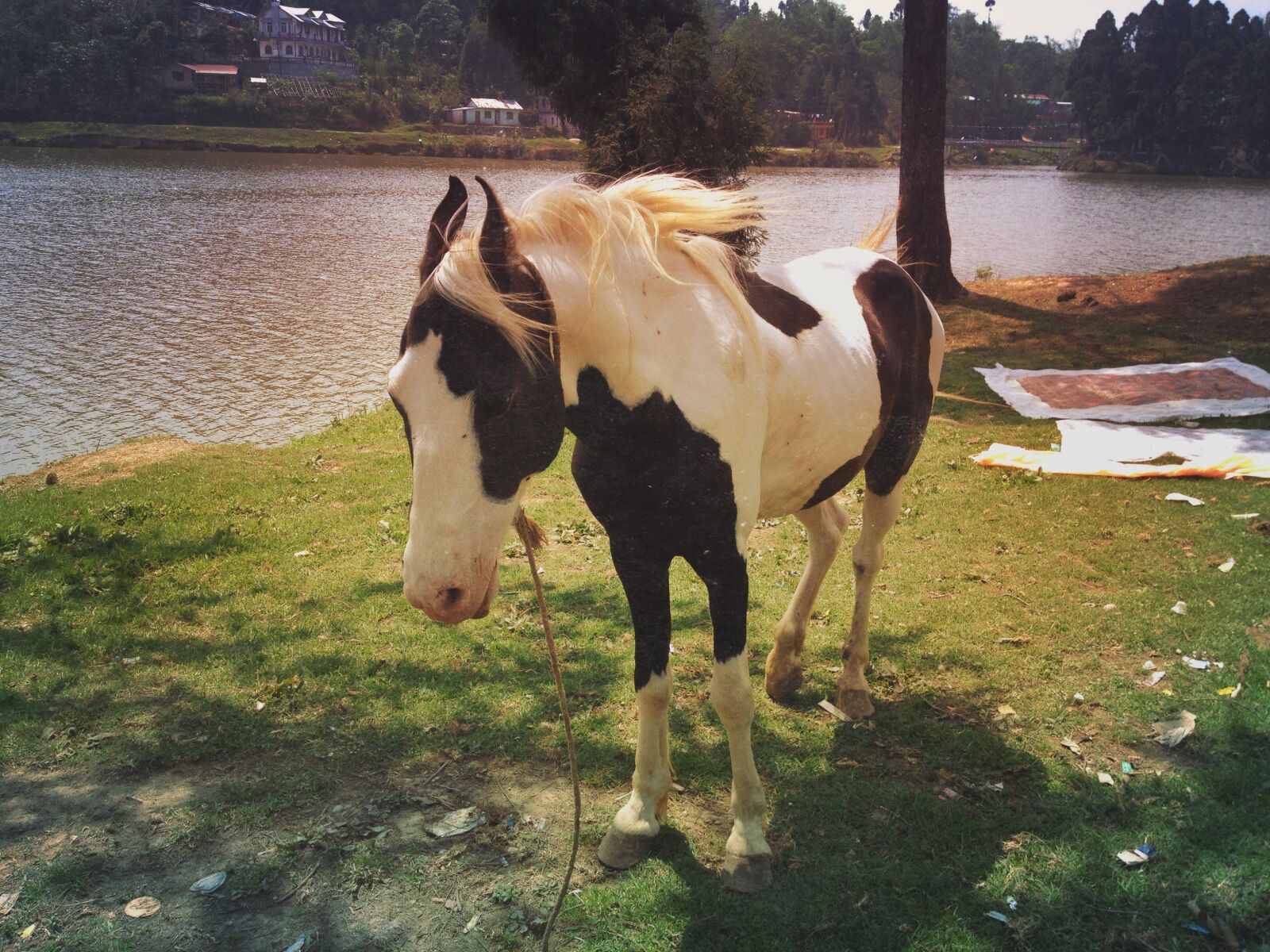 iPhone 4S back camera 4.28mm f/2.4 sample photo. Horse, animal, mane photography