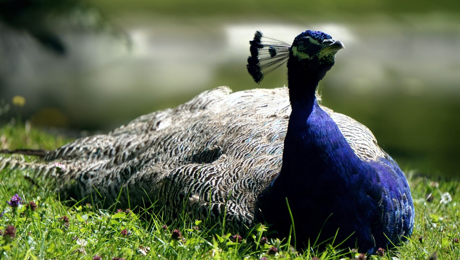Sony E 55-210mm F4.5-6.3 OSS sample photo. Peacock, bird, nature photography