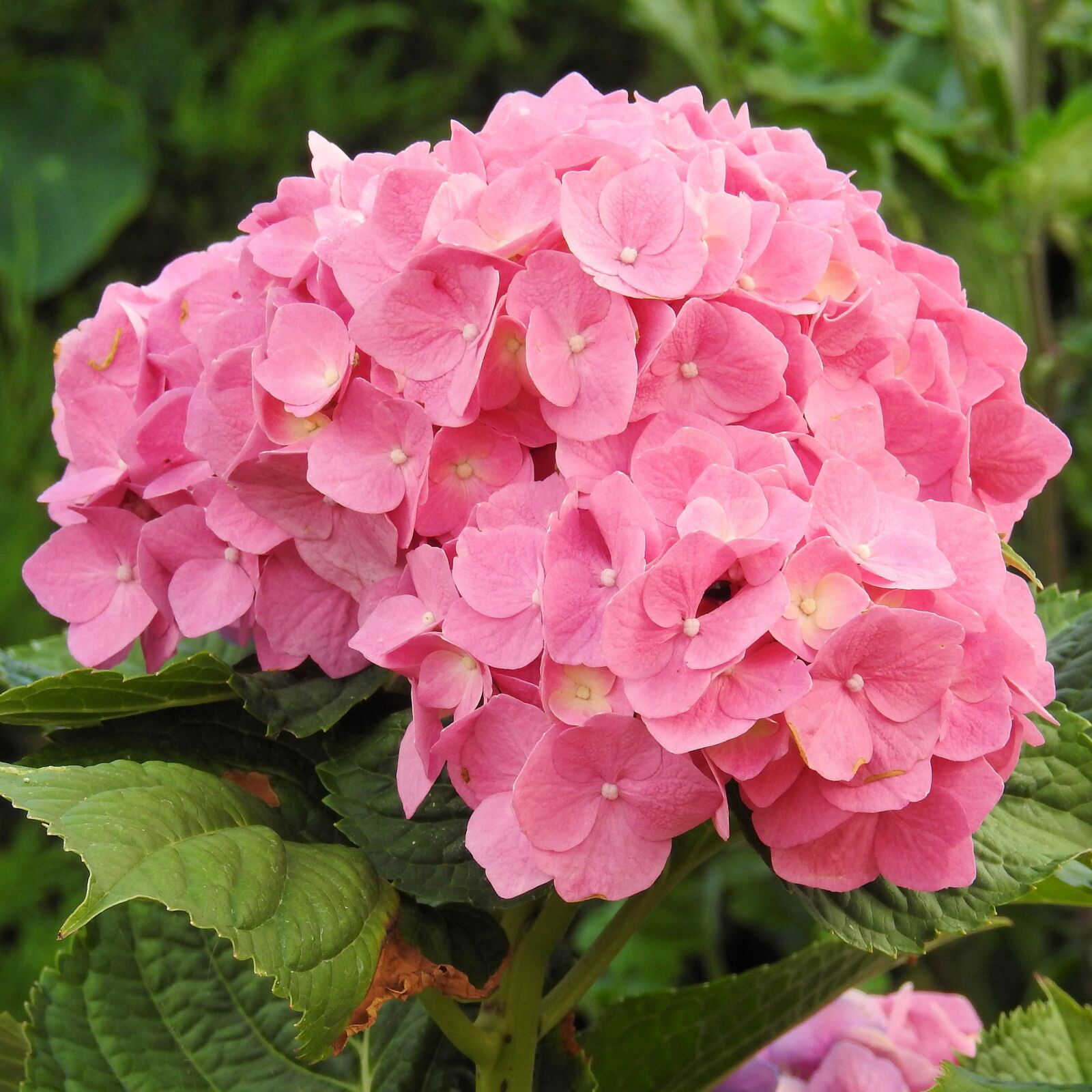 Nikon Coolpix P900 sample photo. Hydrangeas, flowers, pink photography