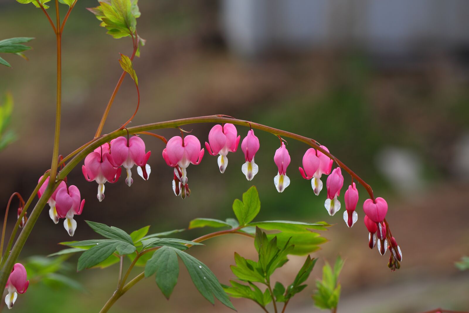 Canon EOS 5D Mark II sample photo. Nature, flowers, plants photography