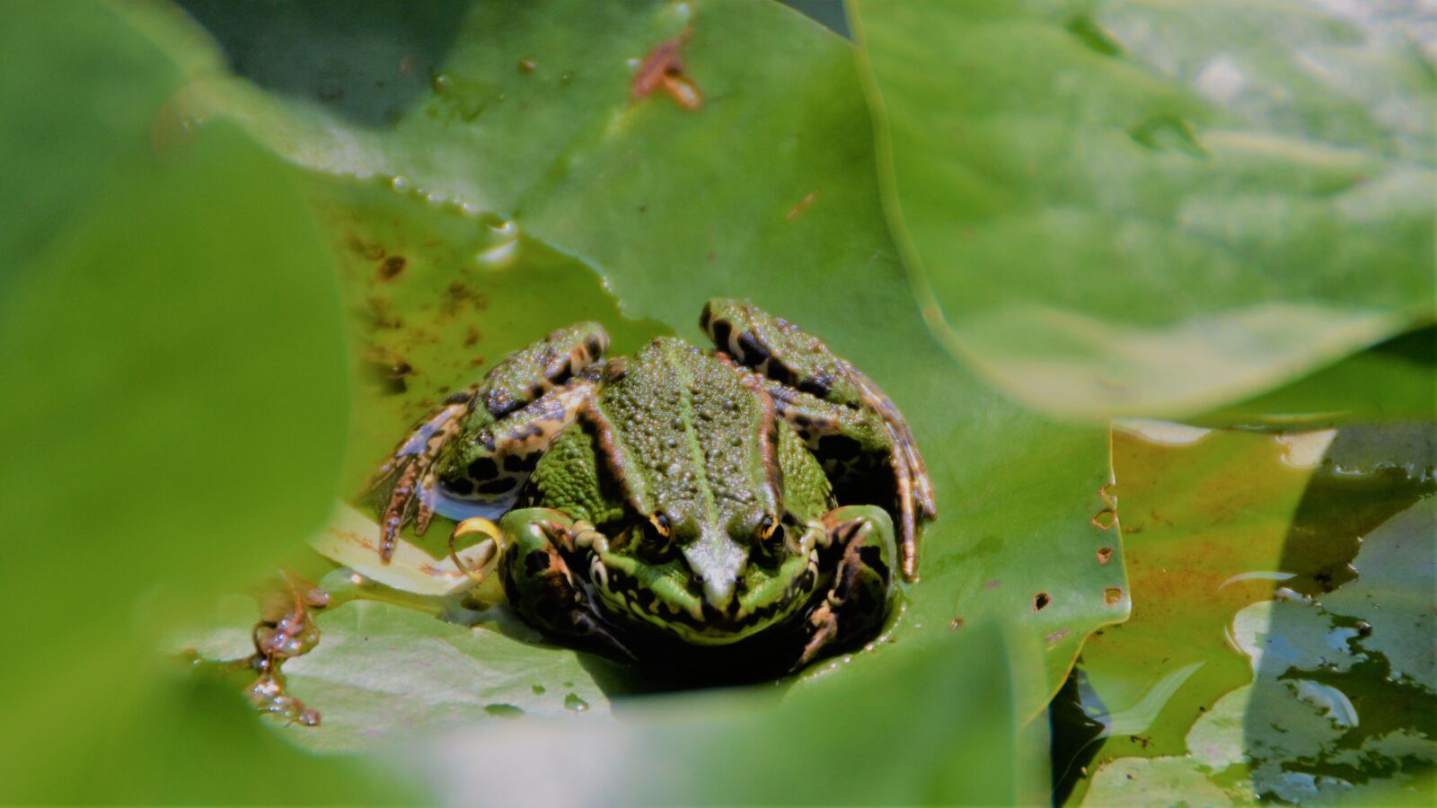 Nikon D5200 sample photo. Frog in the pond photography