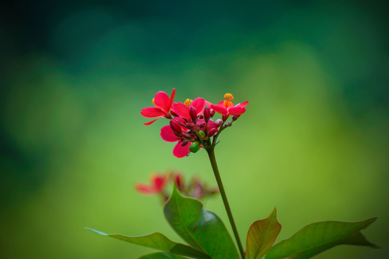 Sony ILCA-77M2 sample photo. Flower, nature, flora photography