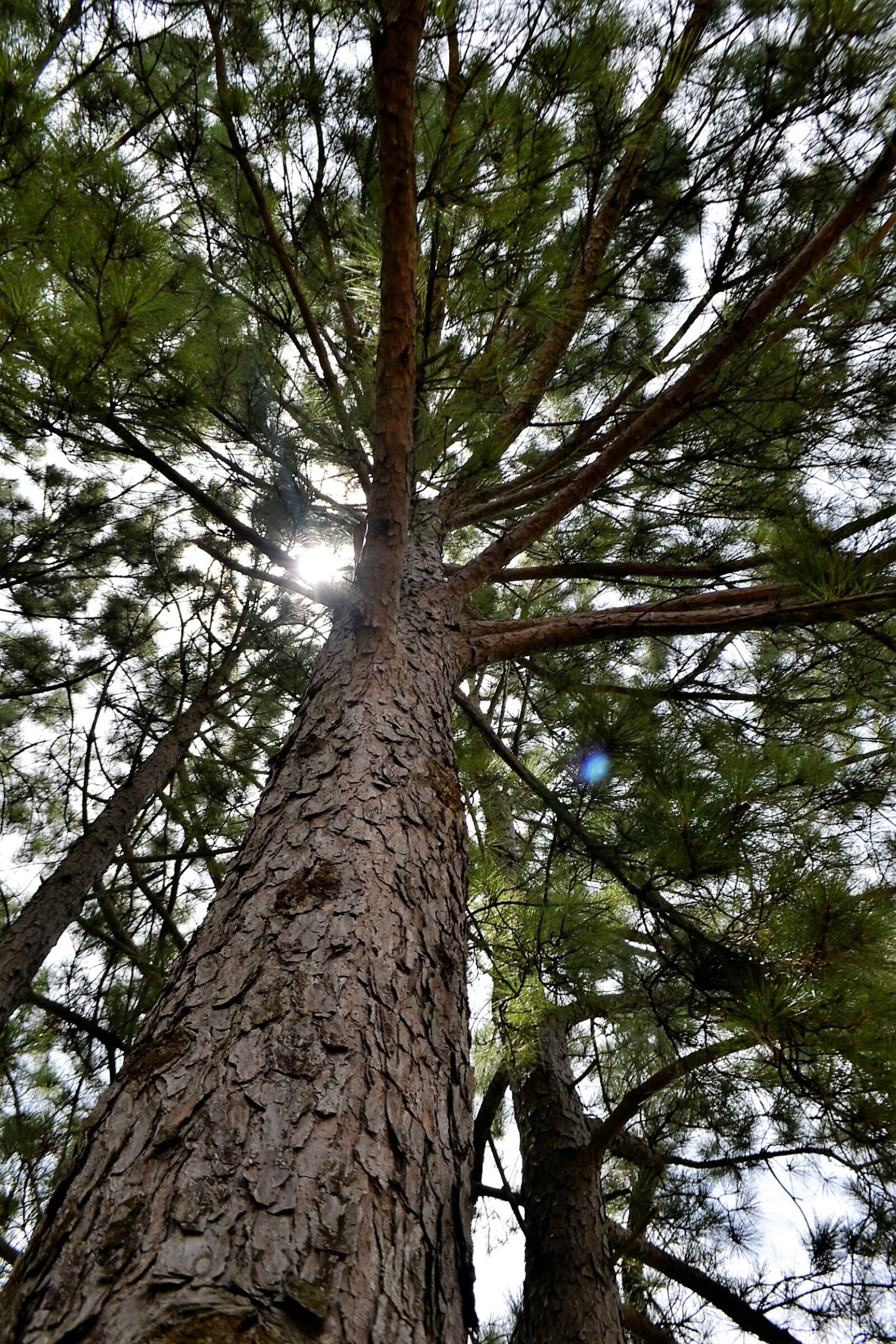 Nikon D3100 sample photo. Forest pine tree, forest photography