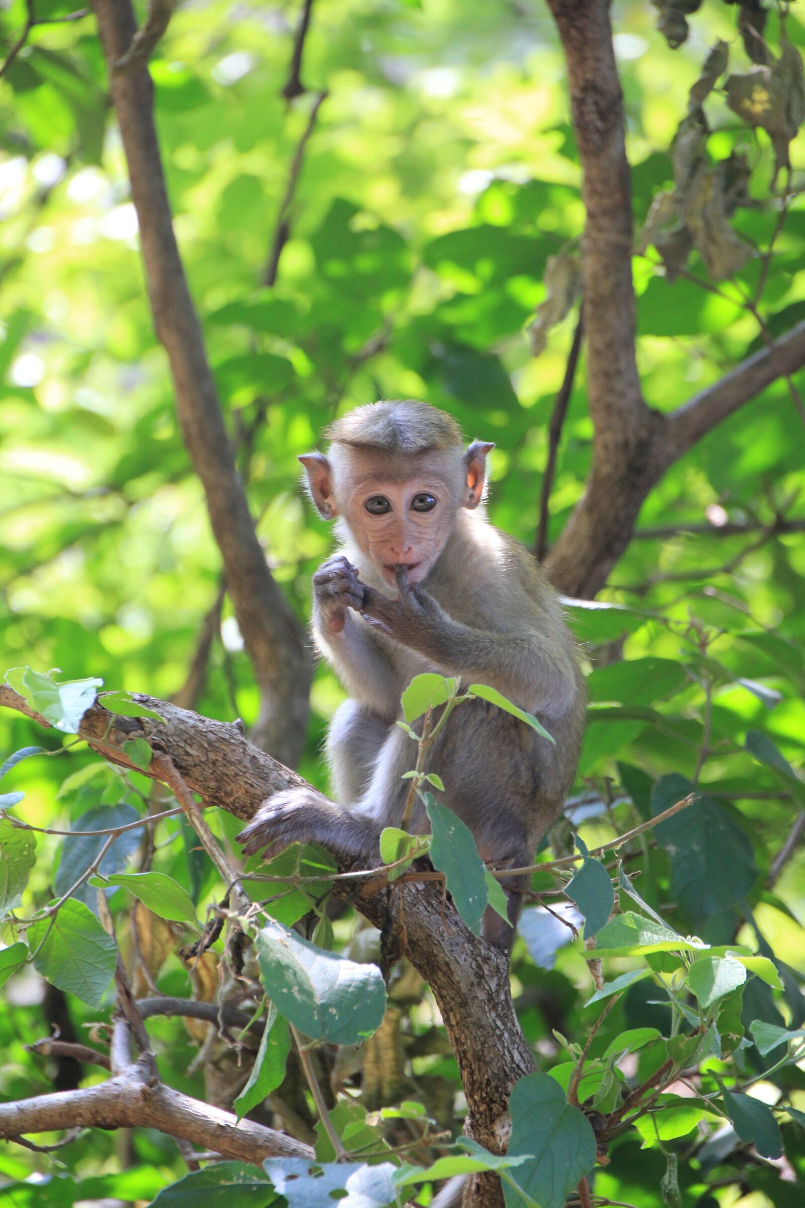 Canon EOS 550D (EOS Rebel T2i / EOS Kiss X4) sample photo. Monkey, makake, cute photography