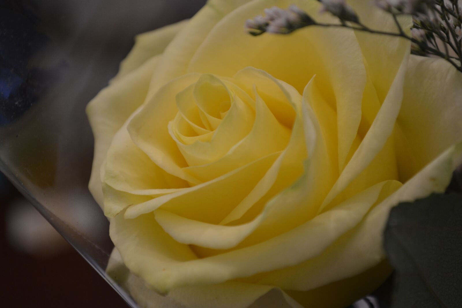 Nikon D3100 sample photo. Rose, yellow, love photography