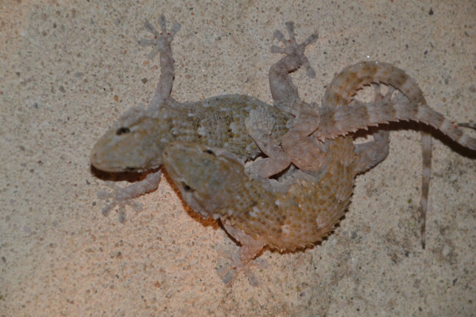 Nikon D3100 sample photo. Nature, gecko, reptile photography