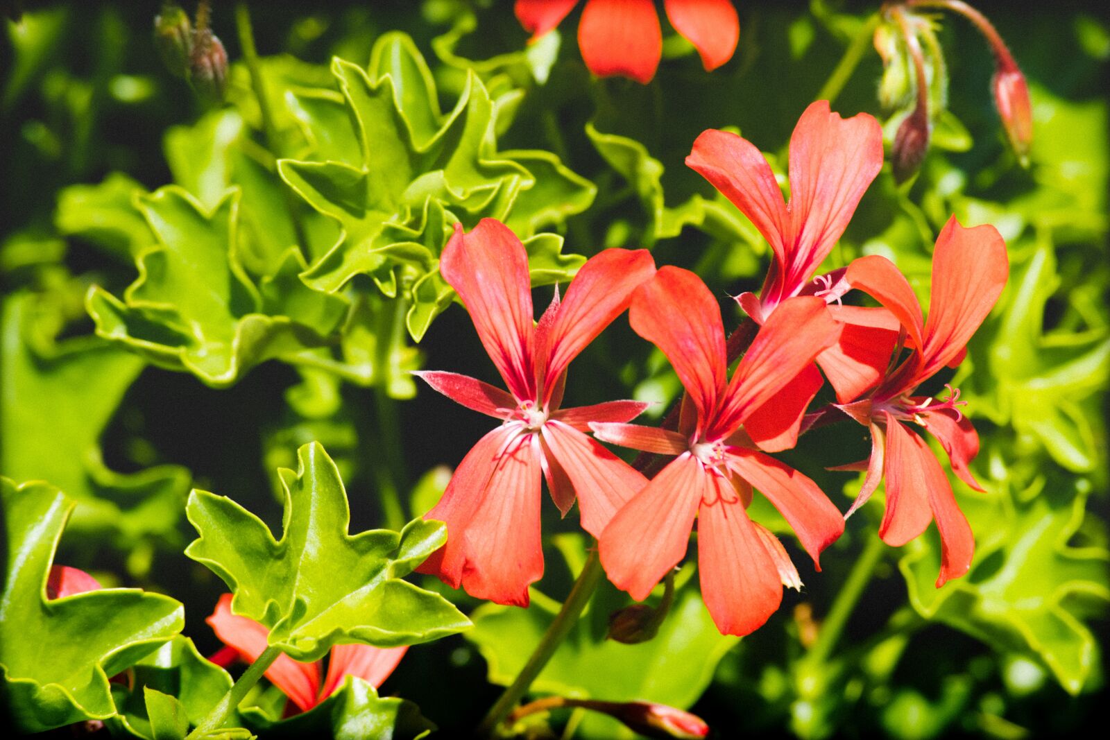 Nikon D3300 sample photo. Red, flower, garden photography