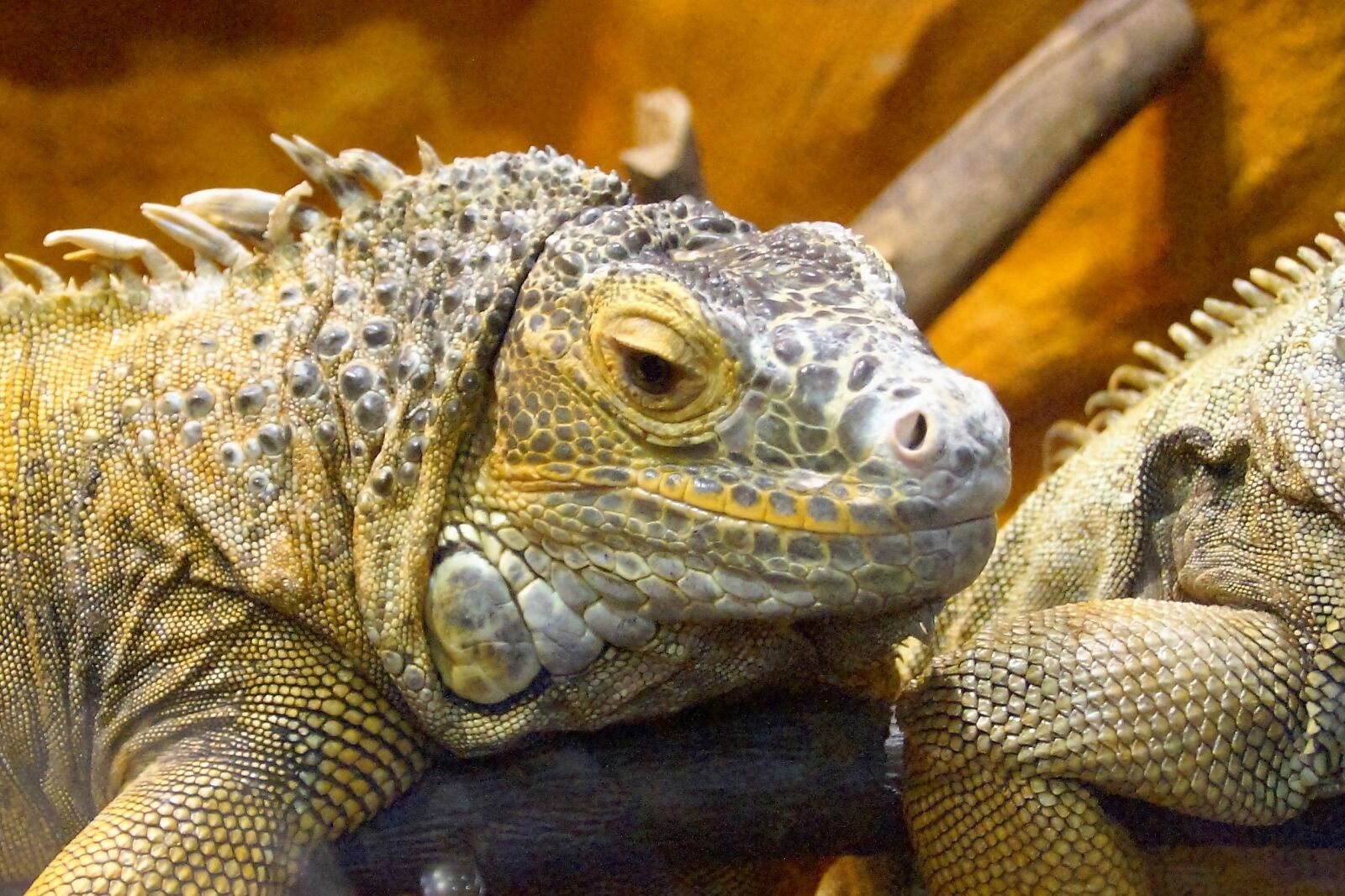 Sony SLT-A58 sample photo. Agama, reptile, bearded agama photography