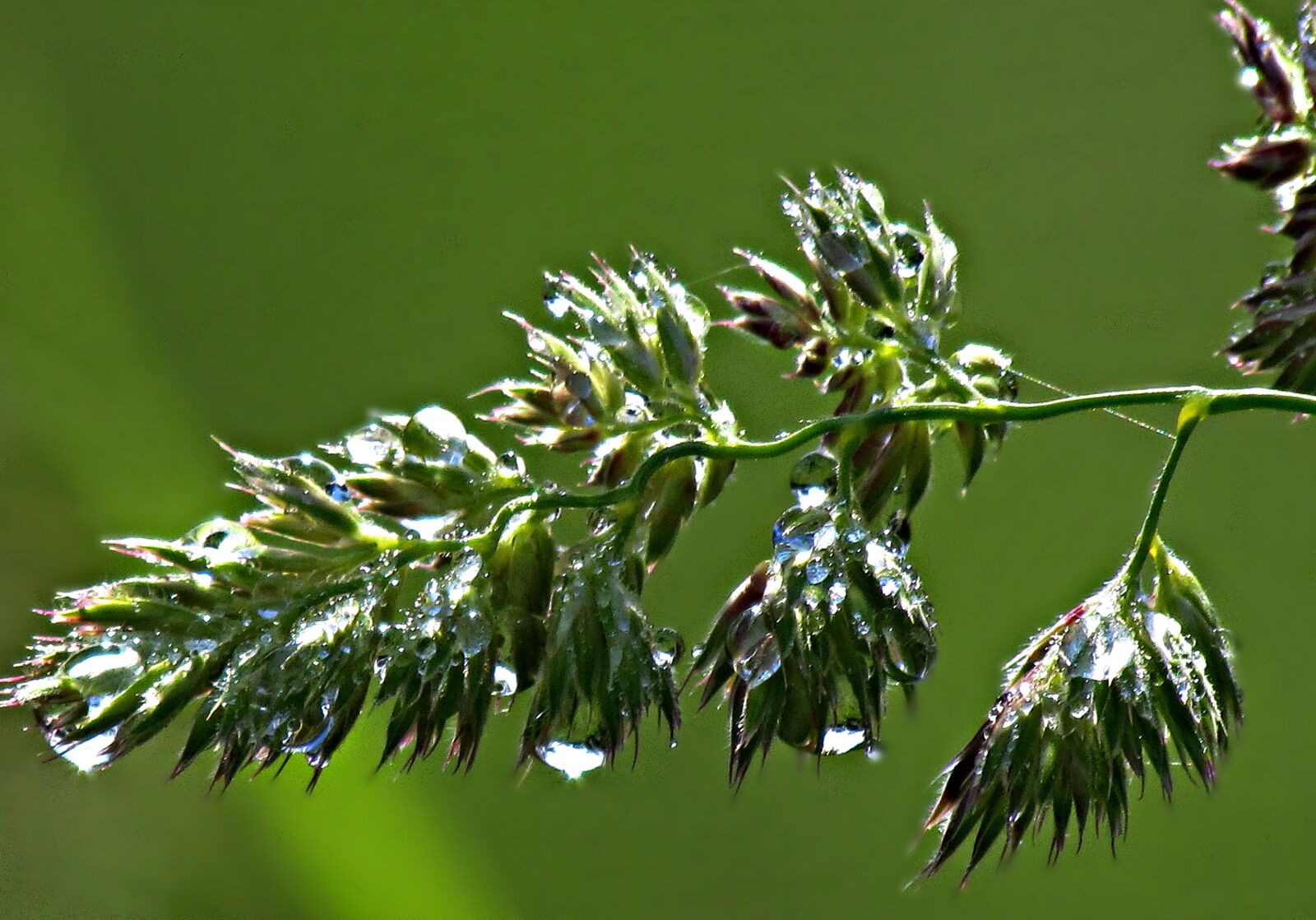 Canon PowerShot SX30 IS sample photo. Grass, drops, rosa photography