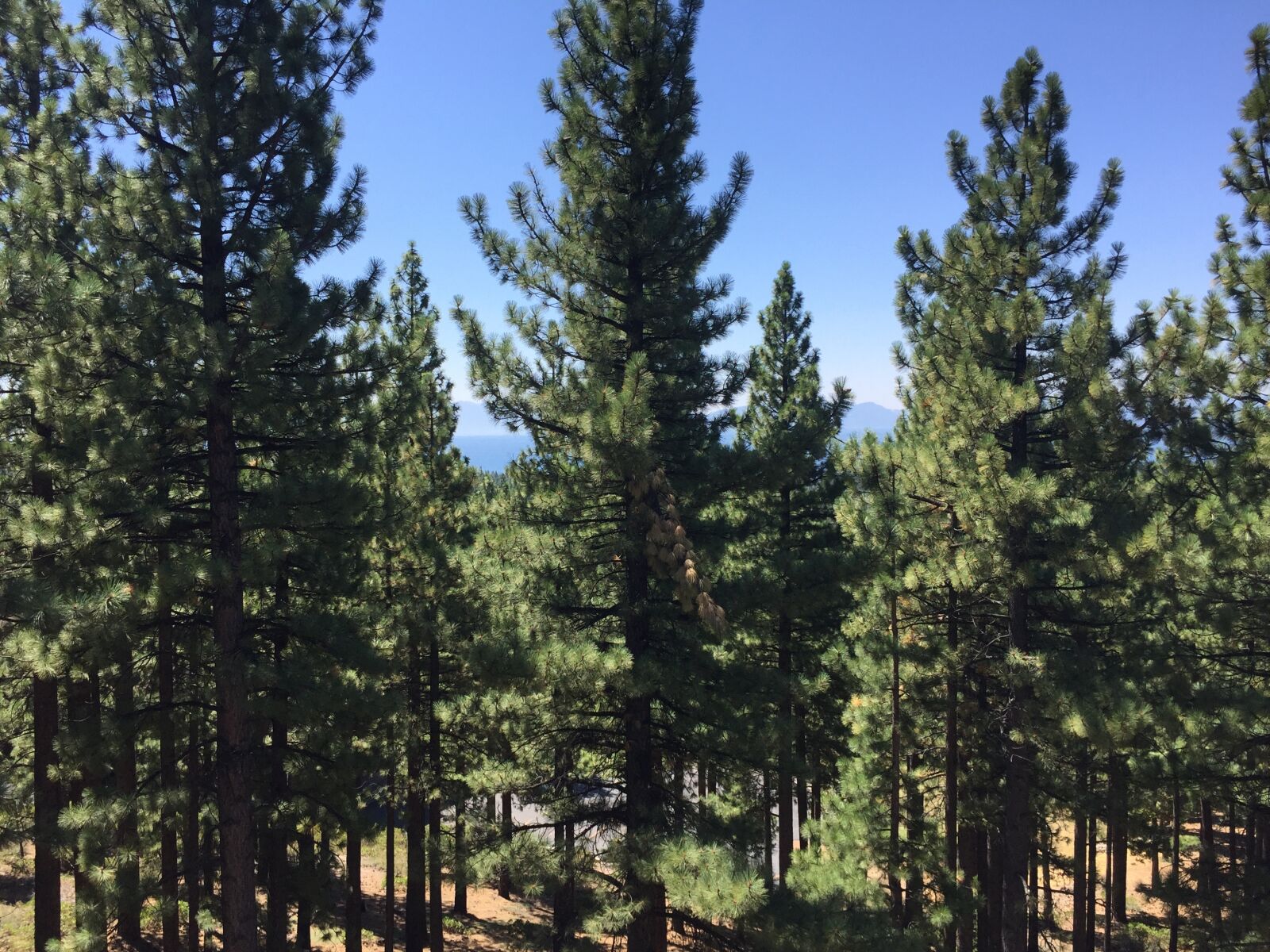 Apple iPhone 6 sample photo. Pine trees, trees, lake photography