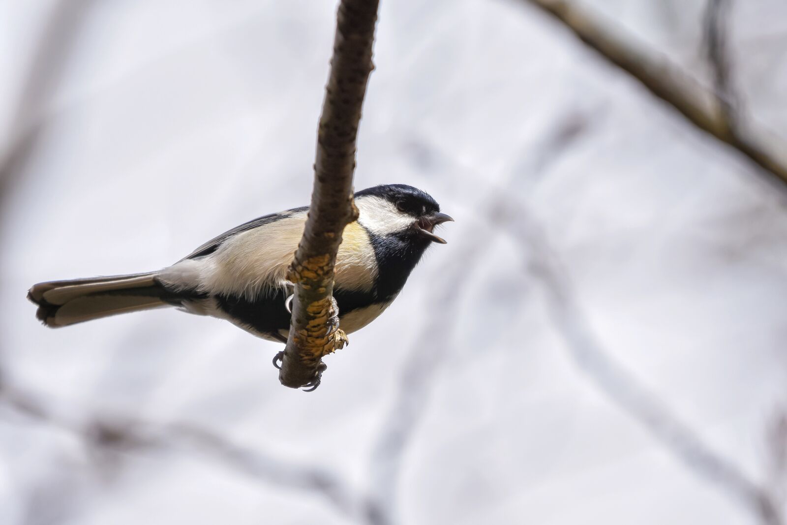 Nikon D7200 sample photo. Animal, forest, wood photography